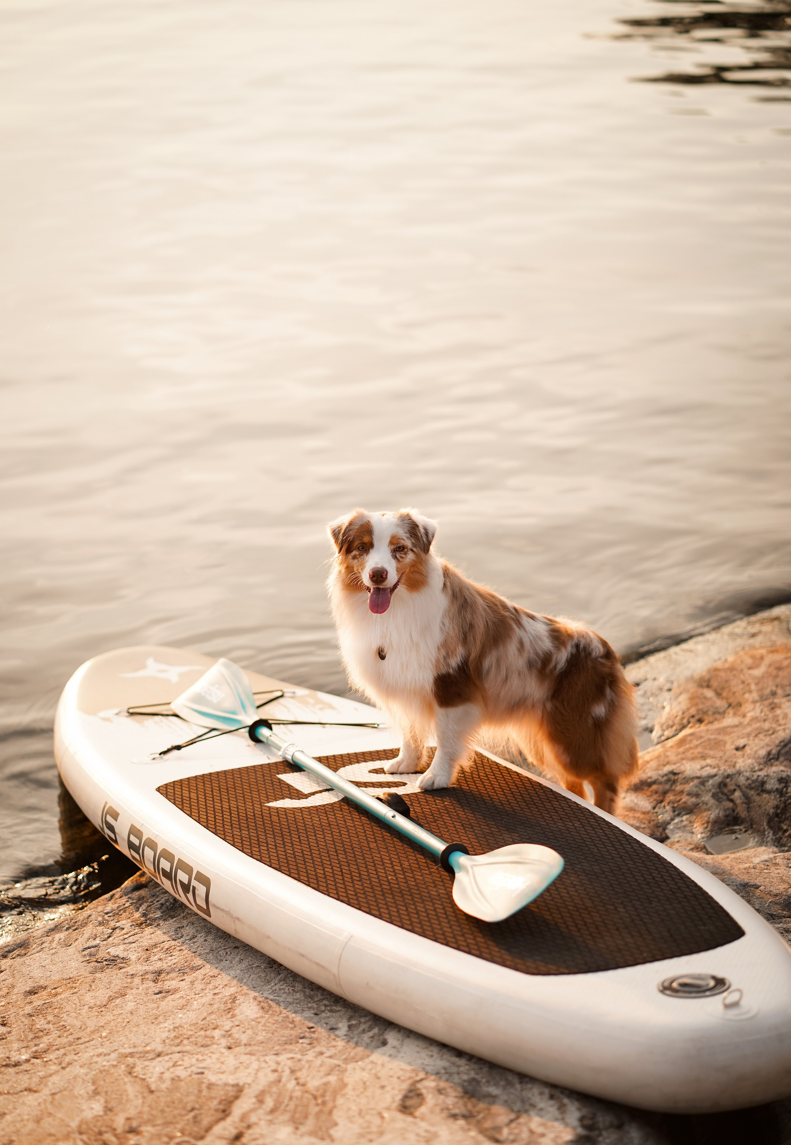 Панда SUP. Фотограф-анималист в Санкт-Петербурге Яна Мартынова