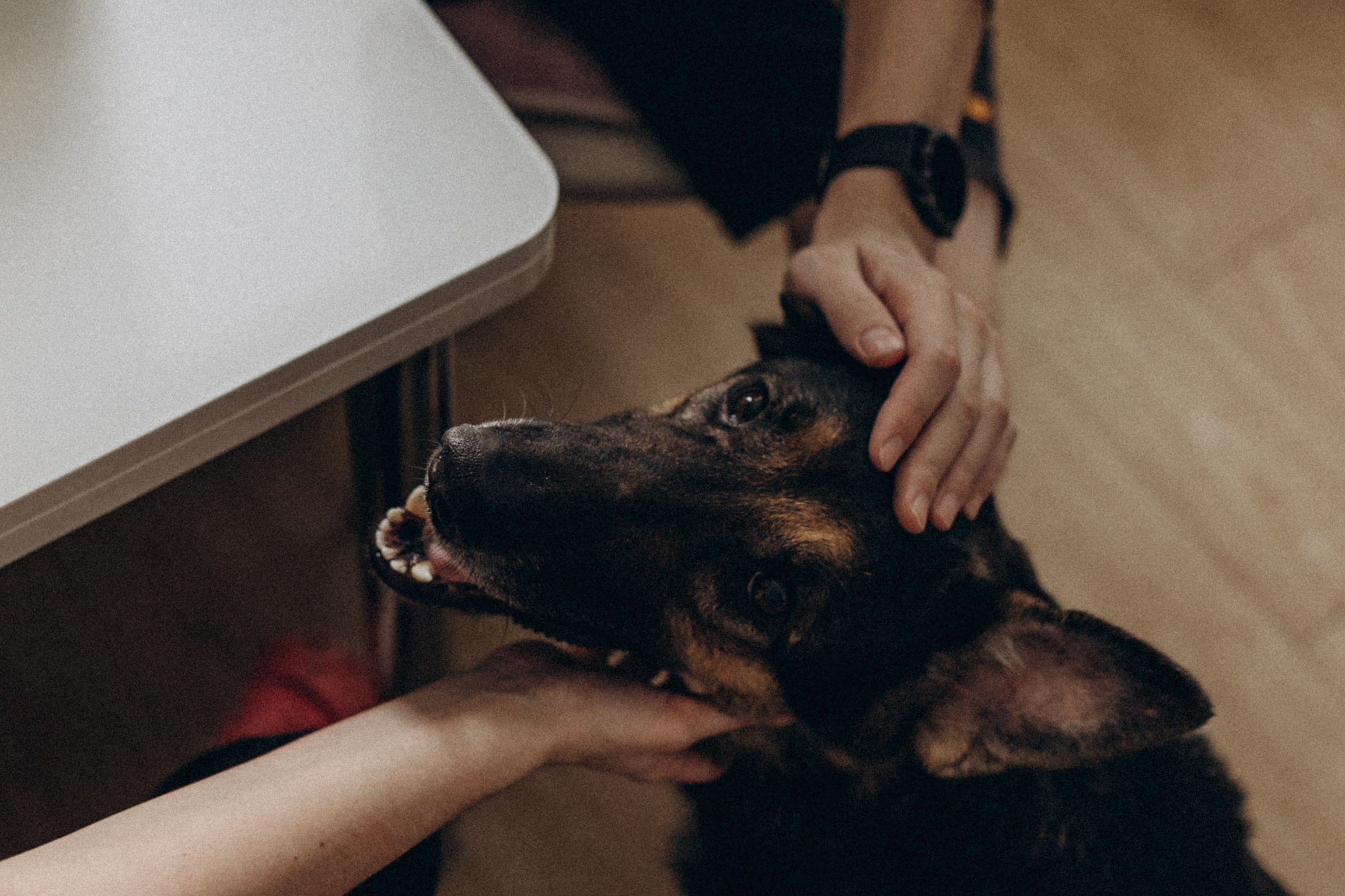 Матвей и Полина, а также кот и собака. Семейный фотограф lifestyle в Новосибирске Елена Шпилевая