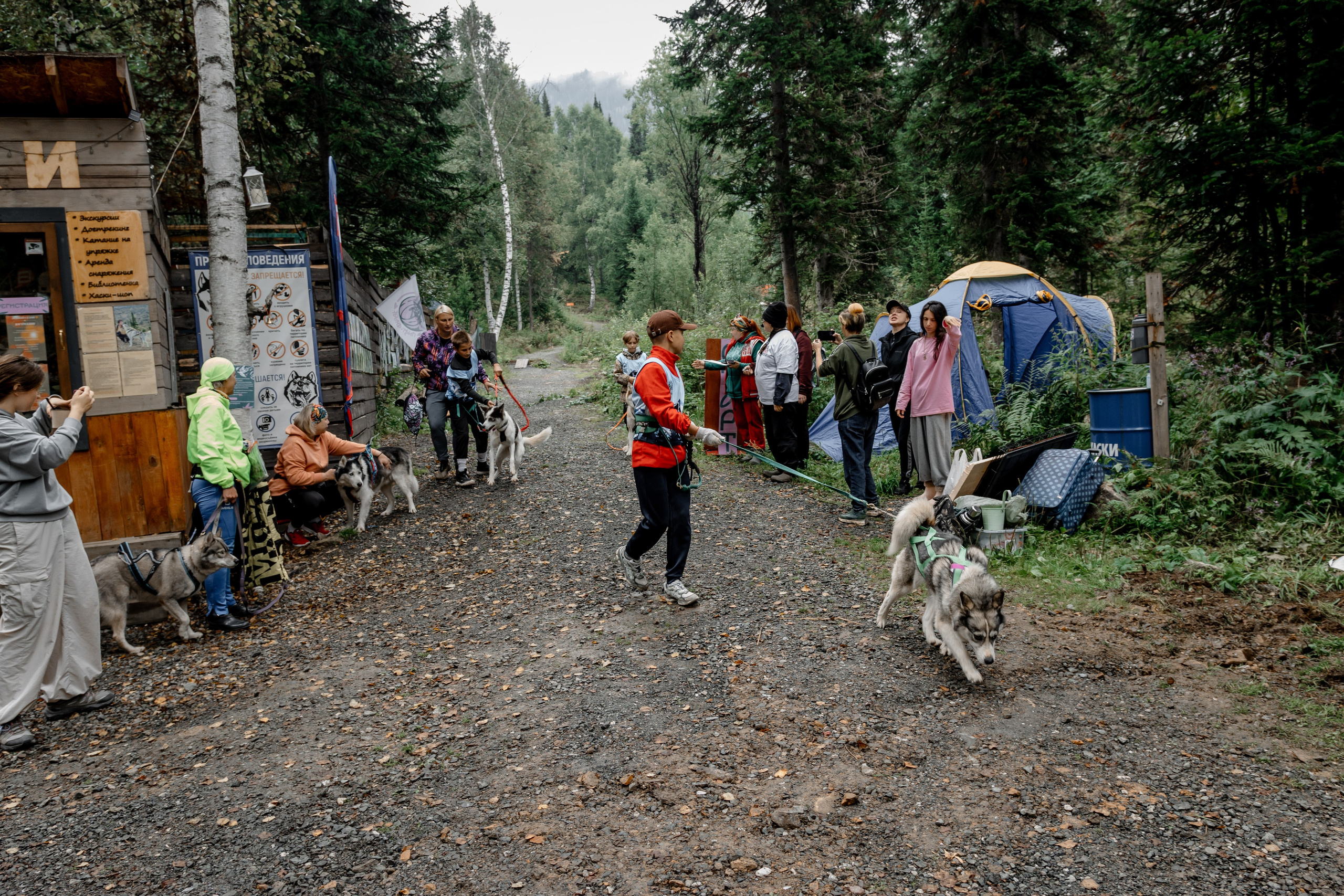 Дог-треккинг