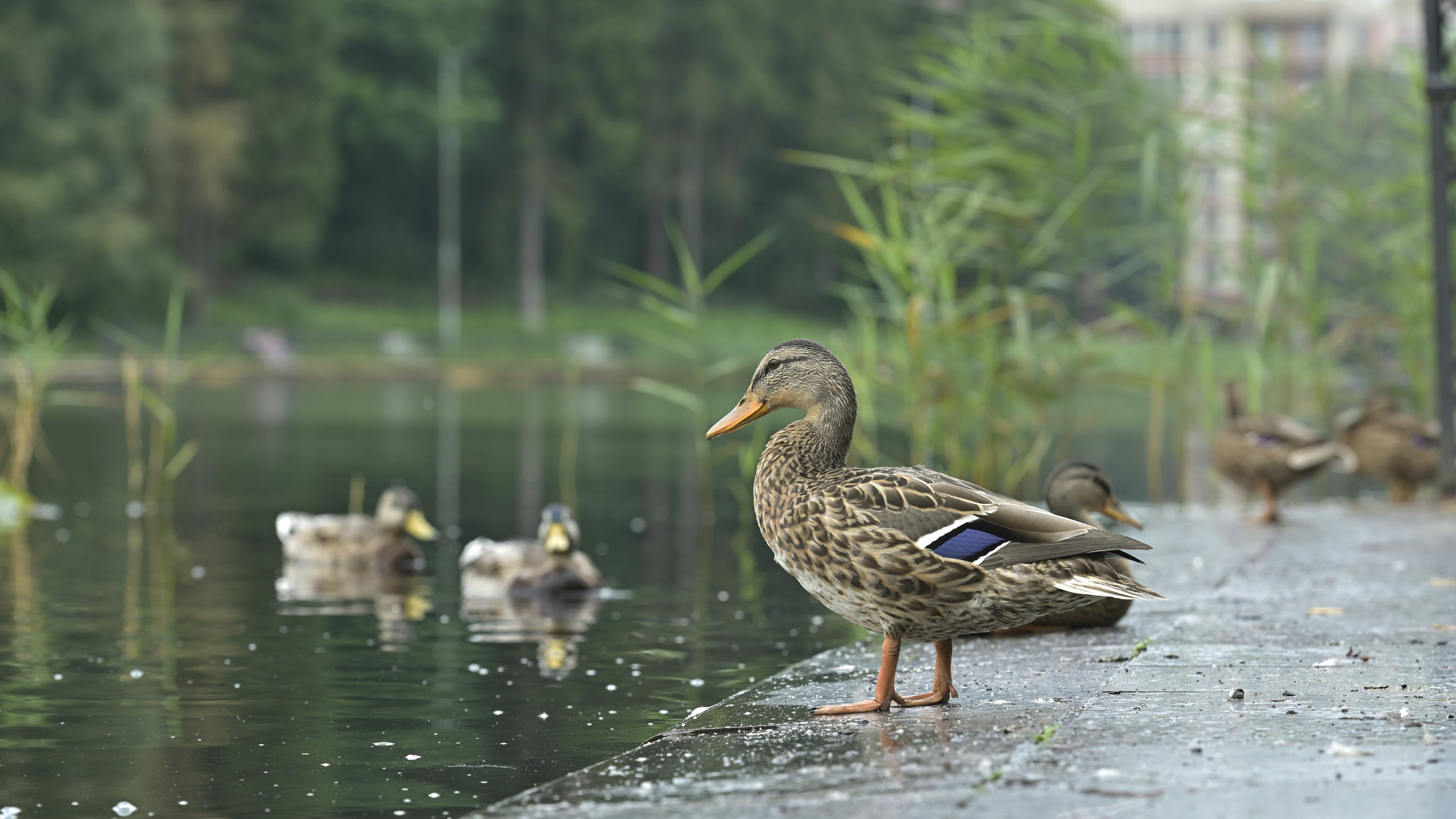 Сергей Люльченко фотоальбом