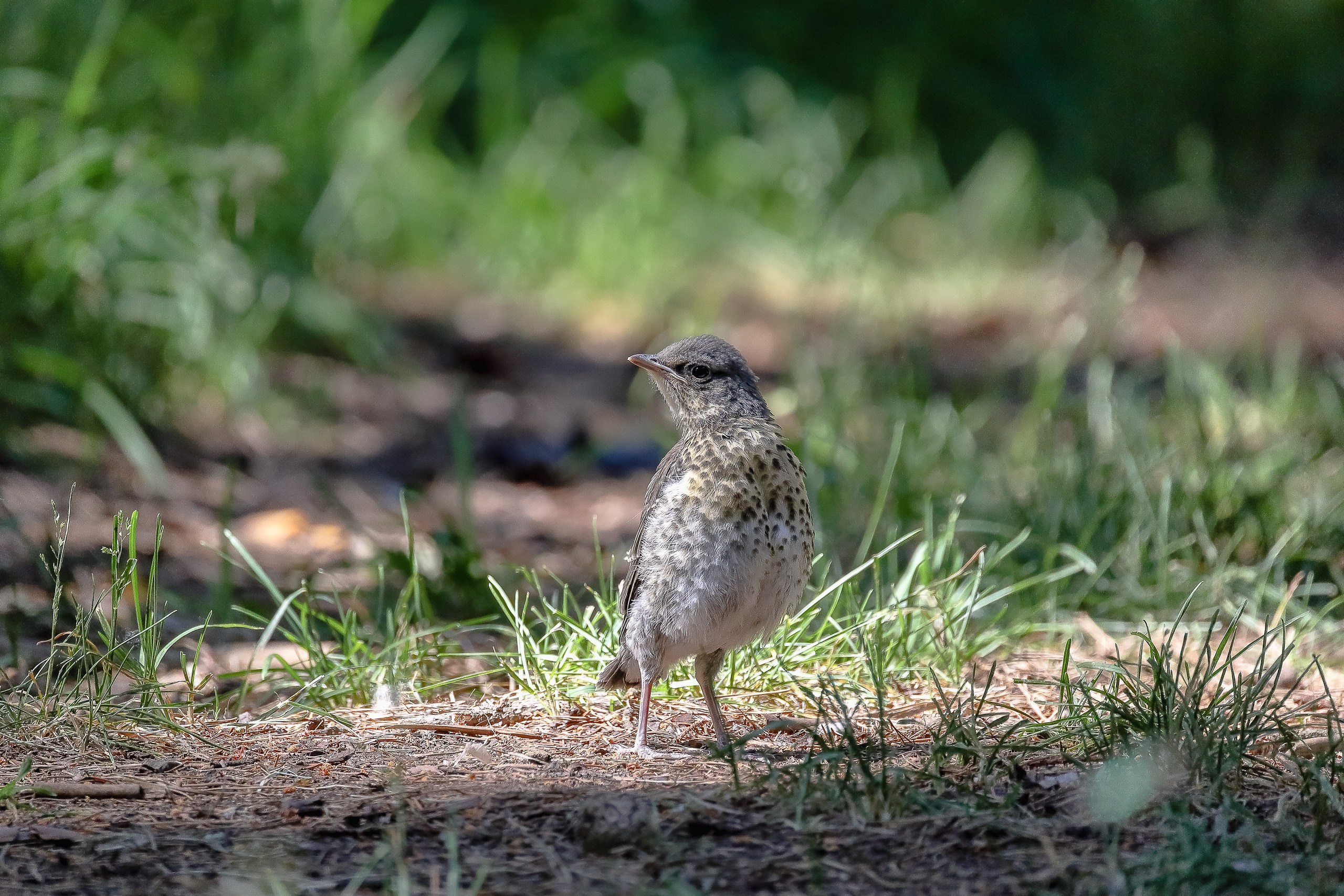 Птенец слеток дрозда