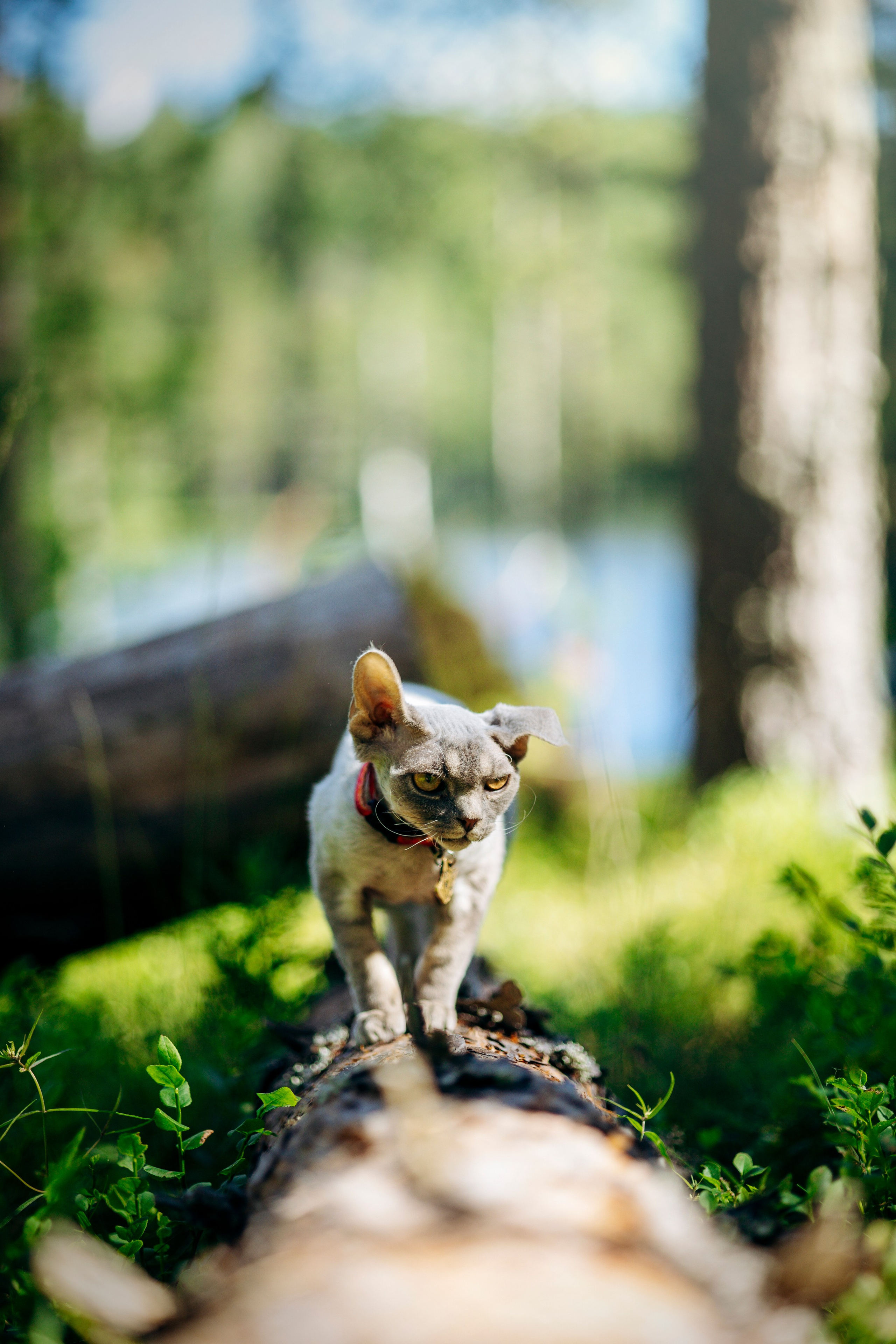 Котофеи и их семья. Фотограф — Анималист | Санкт-Петербург