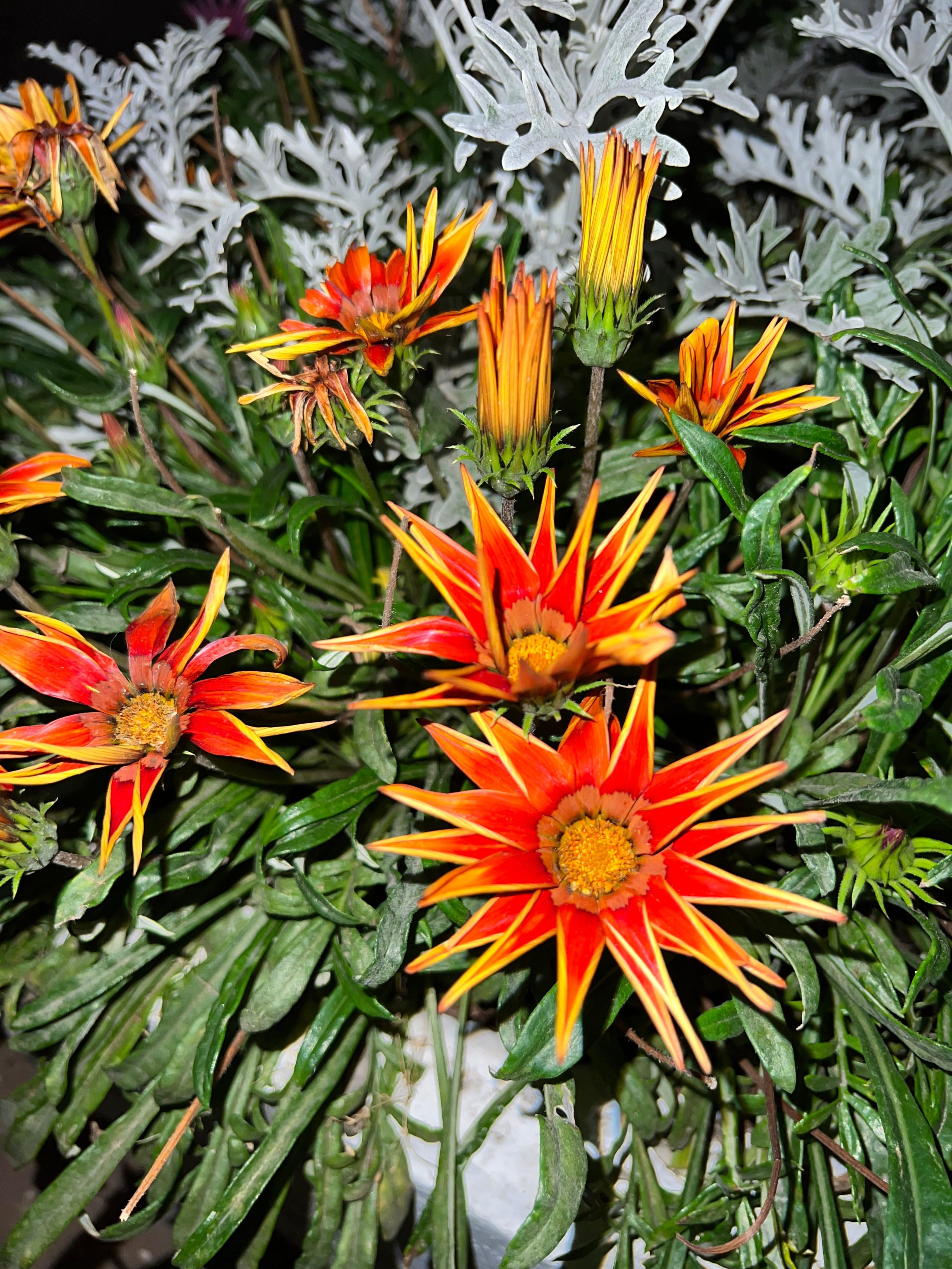 Цветы ночи. Анна Хвалина