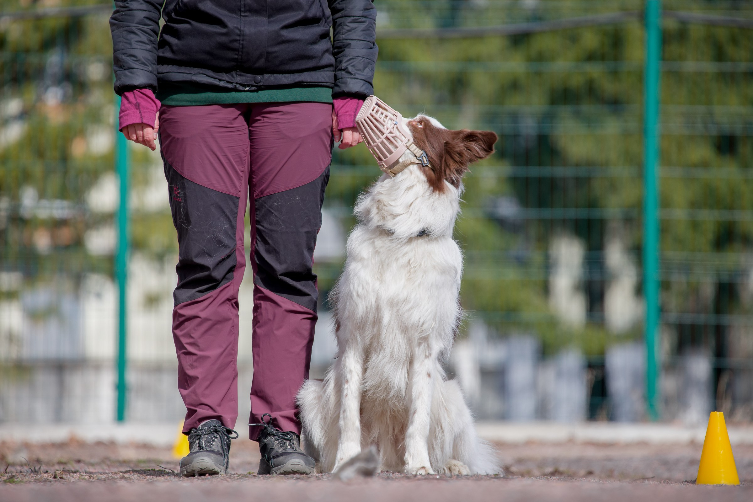Соревнования «Пошагаем?» от школы дрессировки «Шаги». Irenephoto.ru
