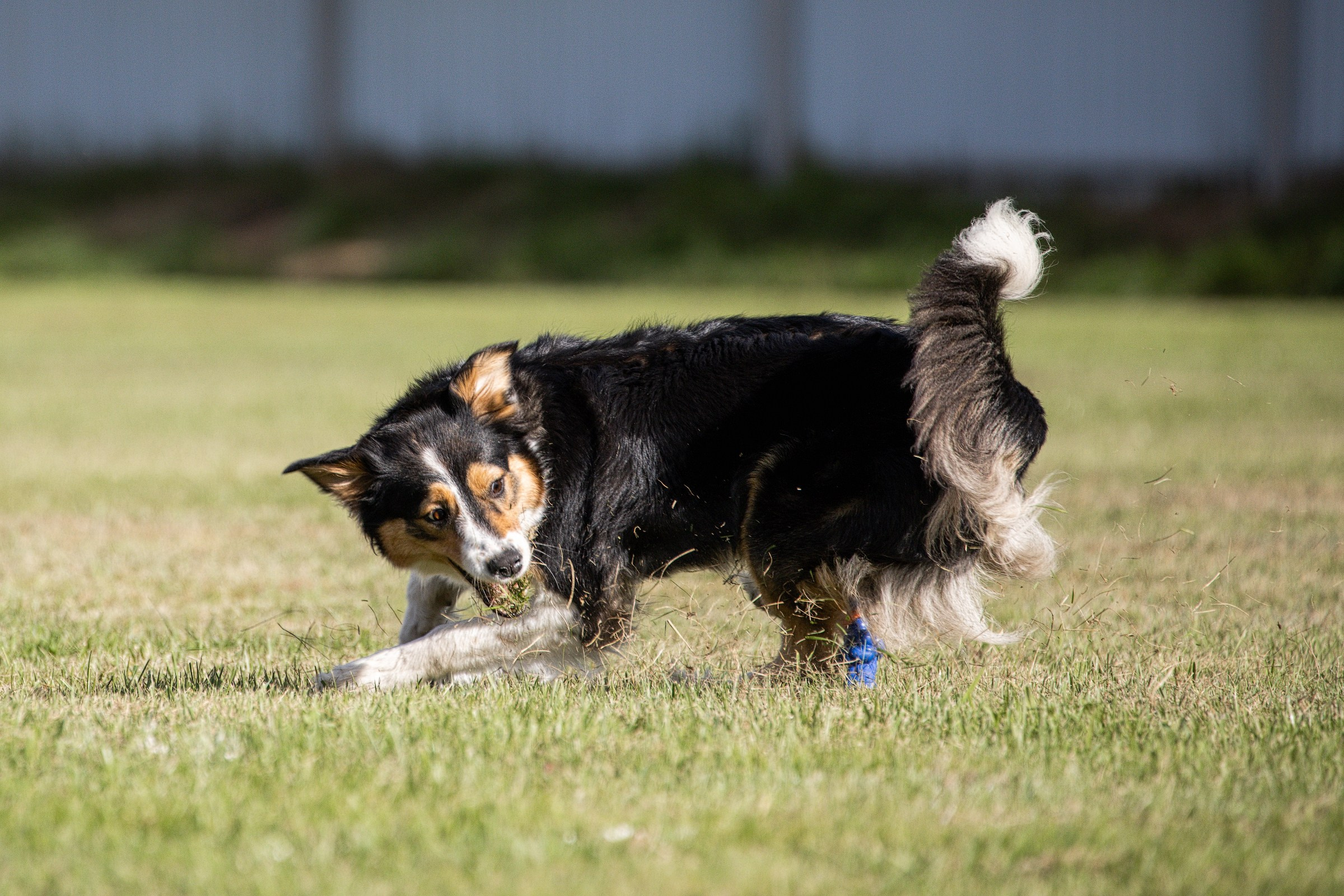 Дог-фризби. Irenephoto.ru