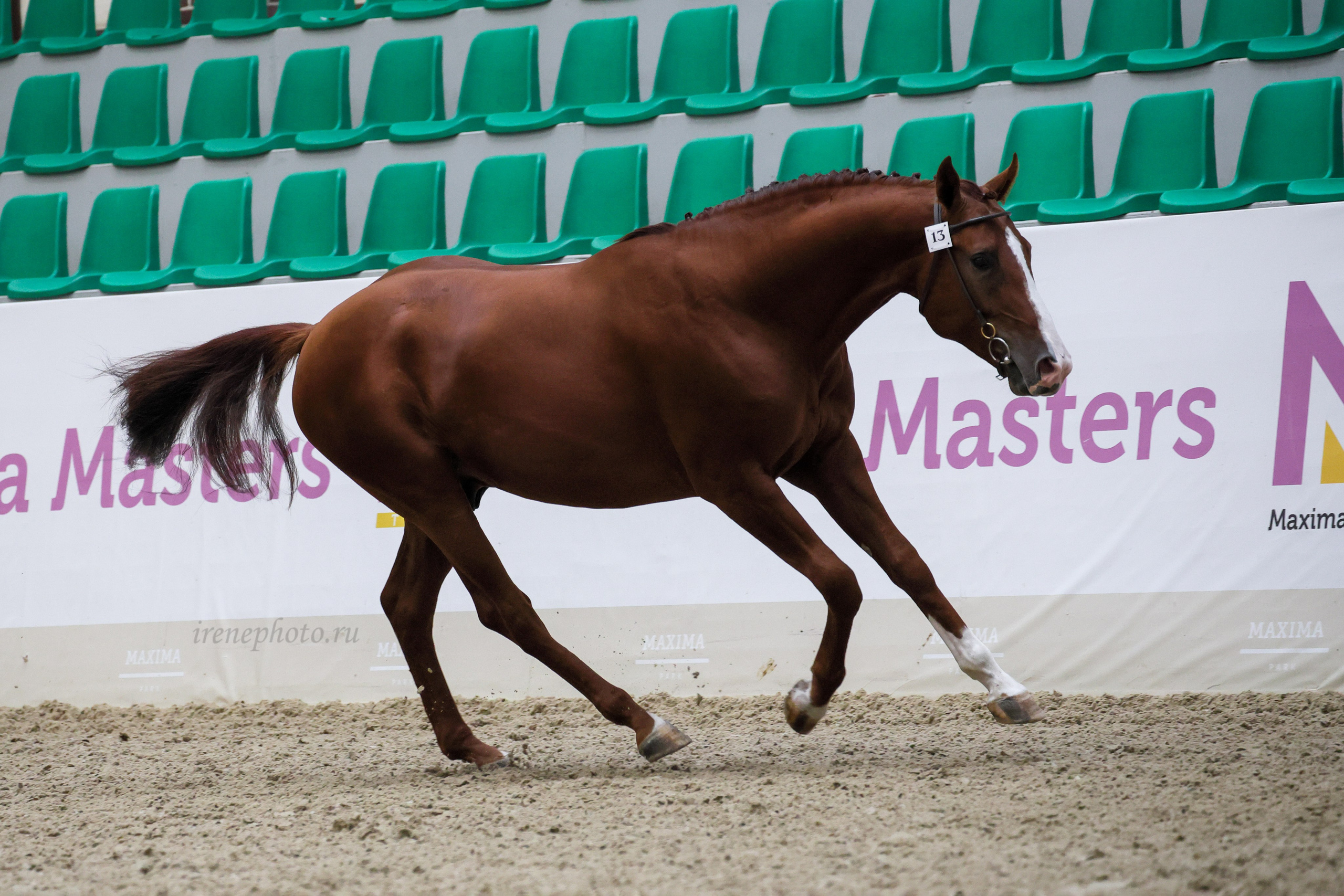 Конная Россия 2024. Irenephoto.ru