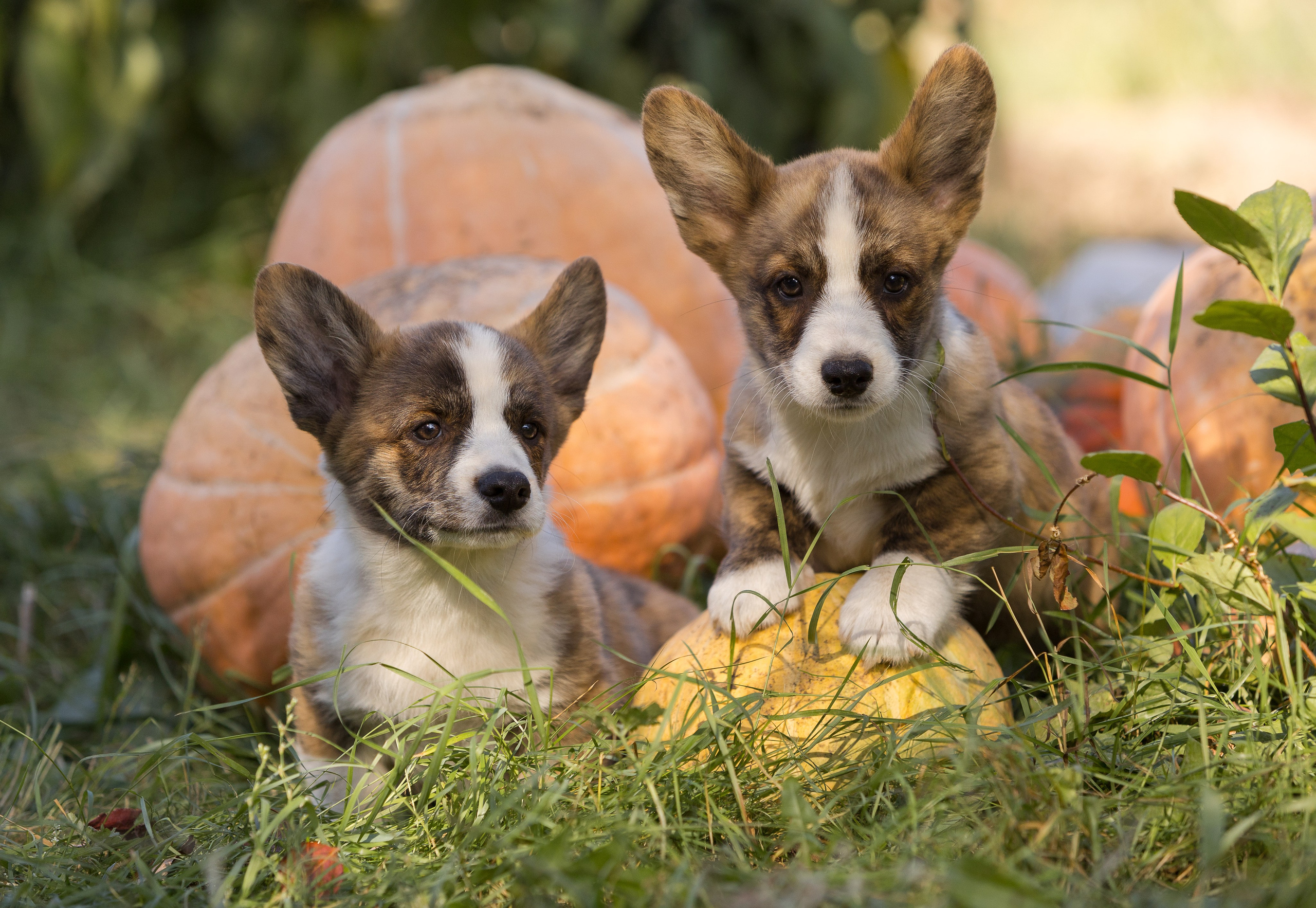 Корги (фотопрогулка). Фотограф-анималист в Москве, МО и Владимире