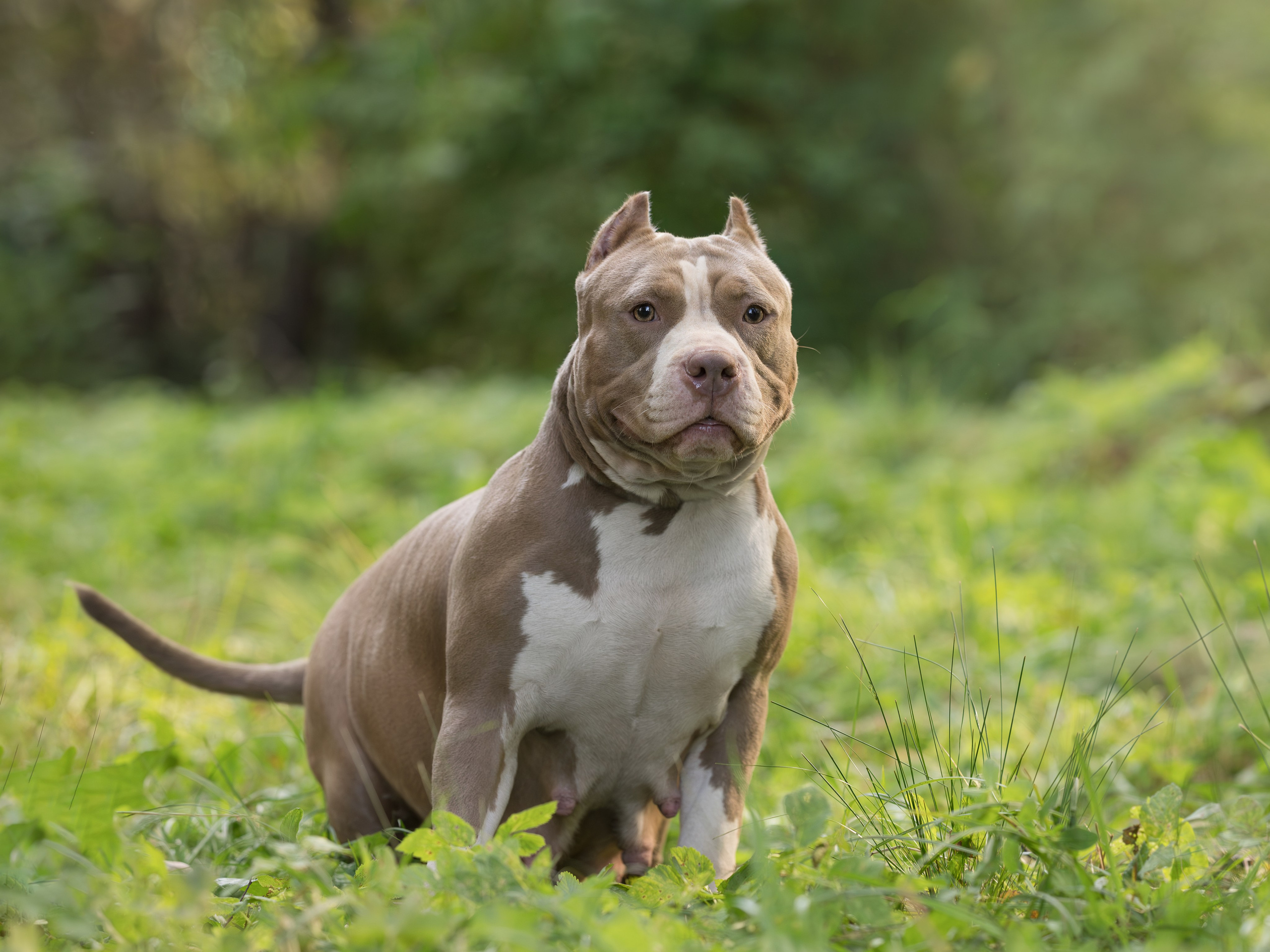 Американские булли осенью. Фотограф-анималист в Москве, МО и Владимире