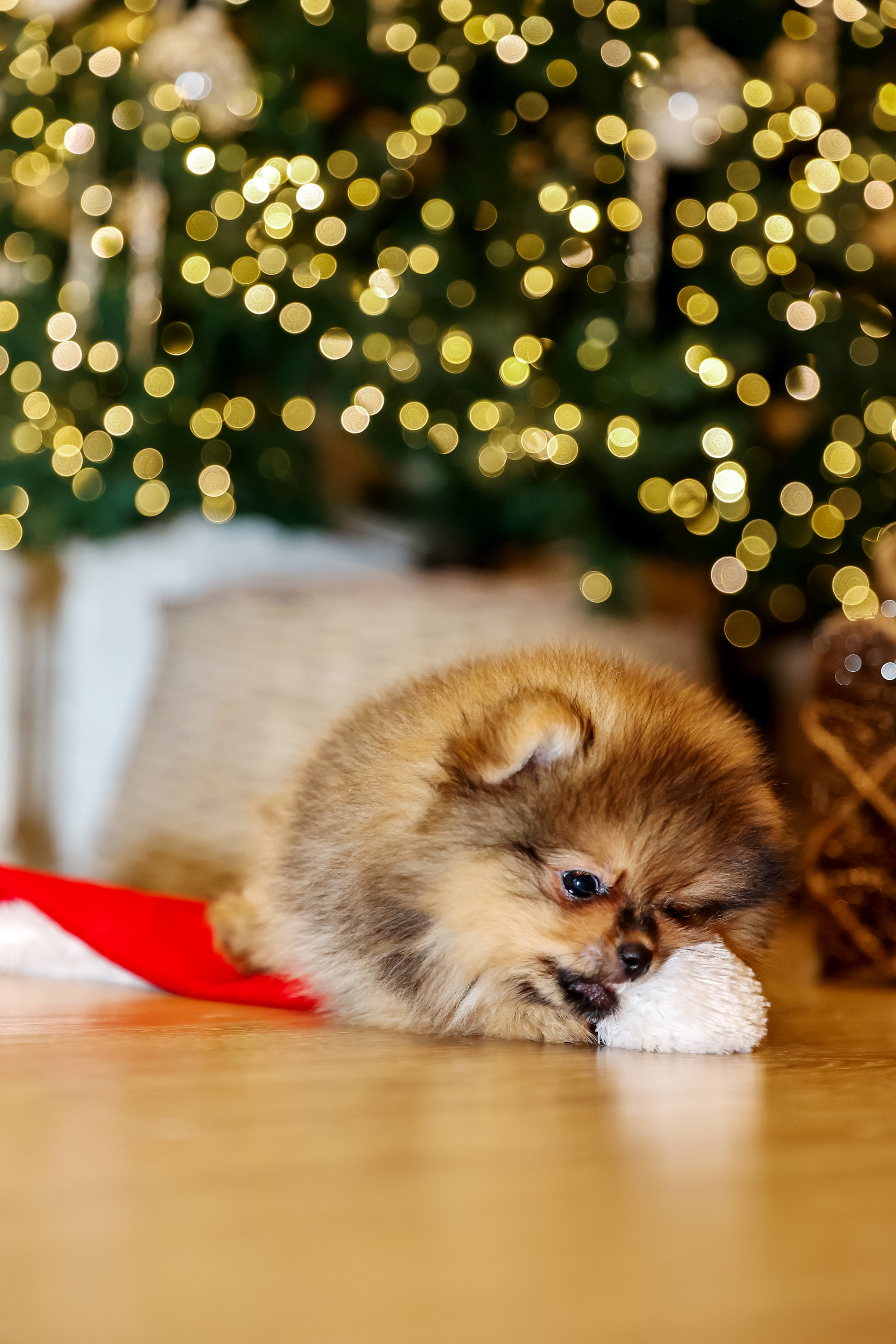 Съемка щенков шпица. Фотограф — Татьяна Кириллова, г. Санкт-Петербург