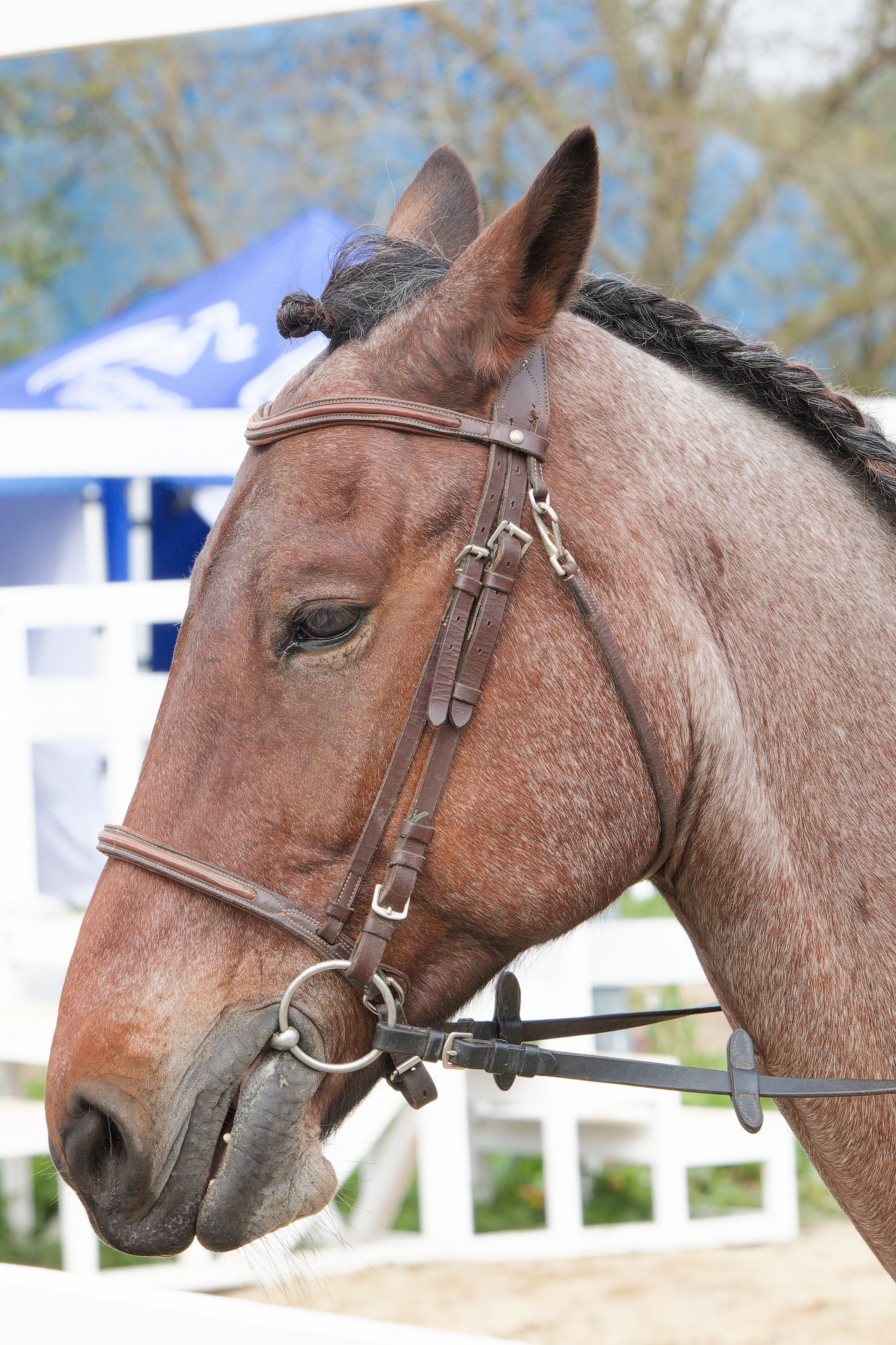 Всероссийские соревнования по конному спорту. Кутузов Евгений Фотограф в Южно-Сахалинске