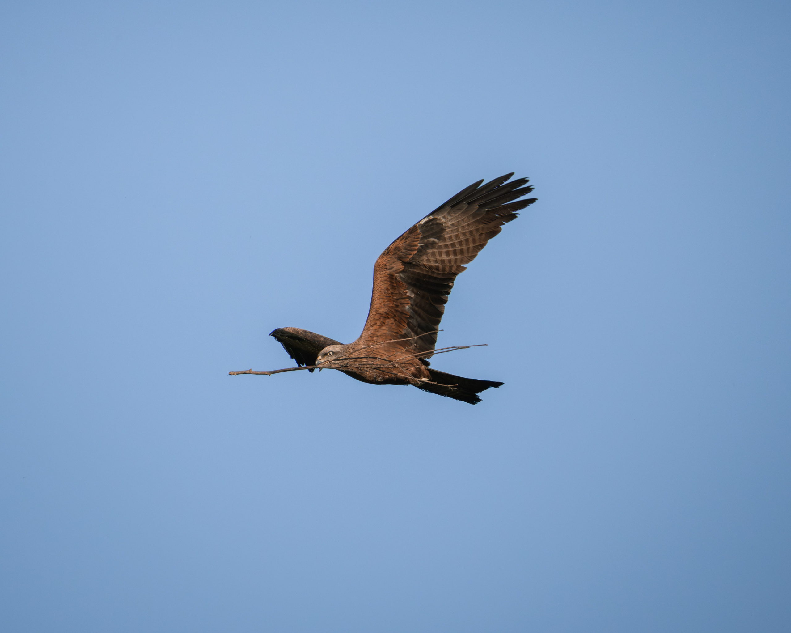 Voronezh 2026. Anton Chernov | Wildlife photographer