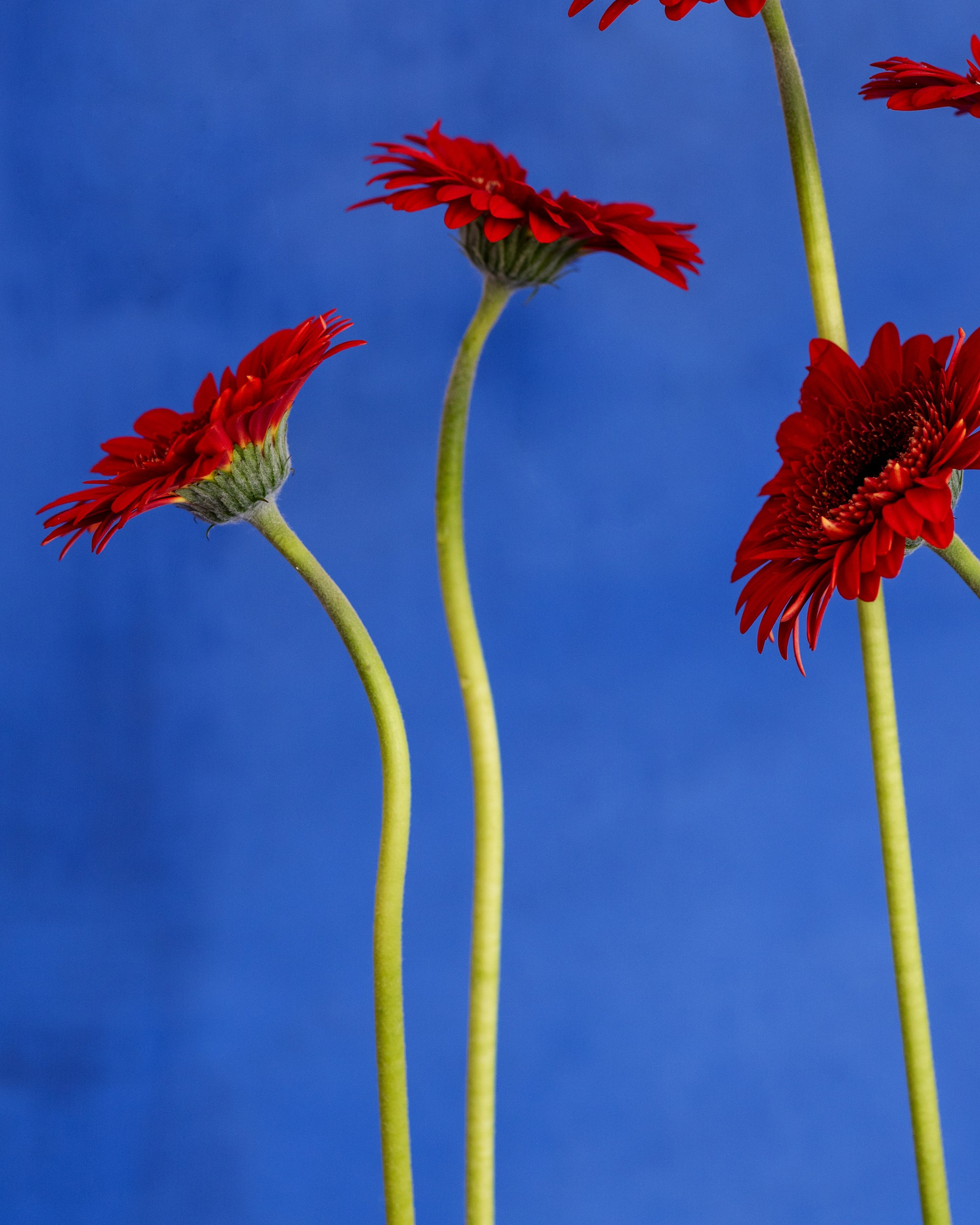 Red Notes. Author’s fine art prints with international delivery