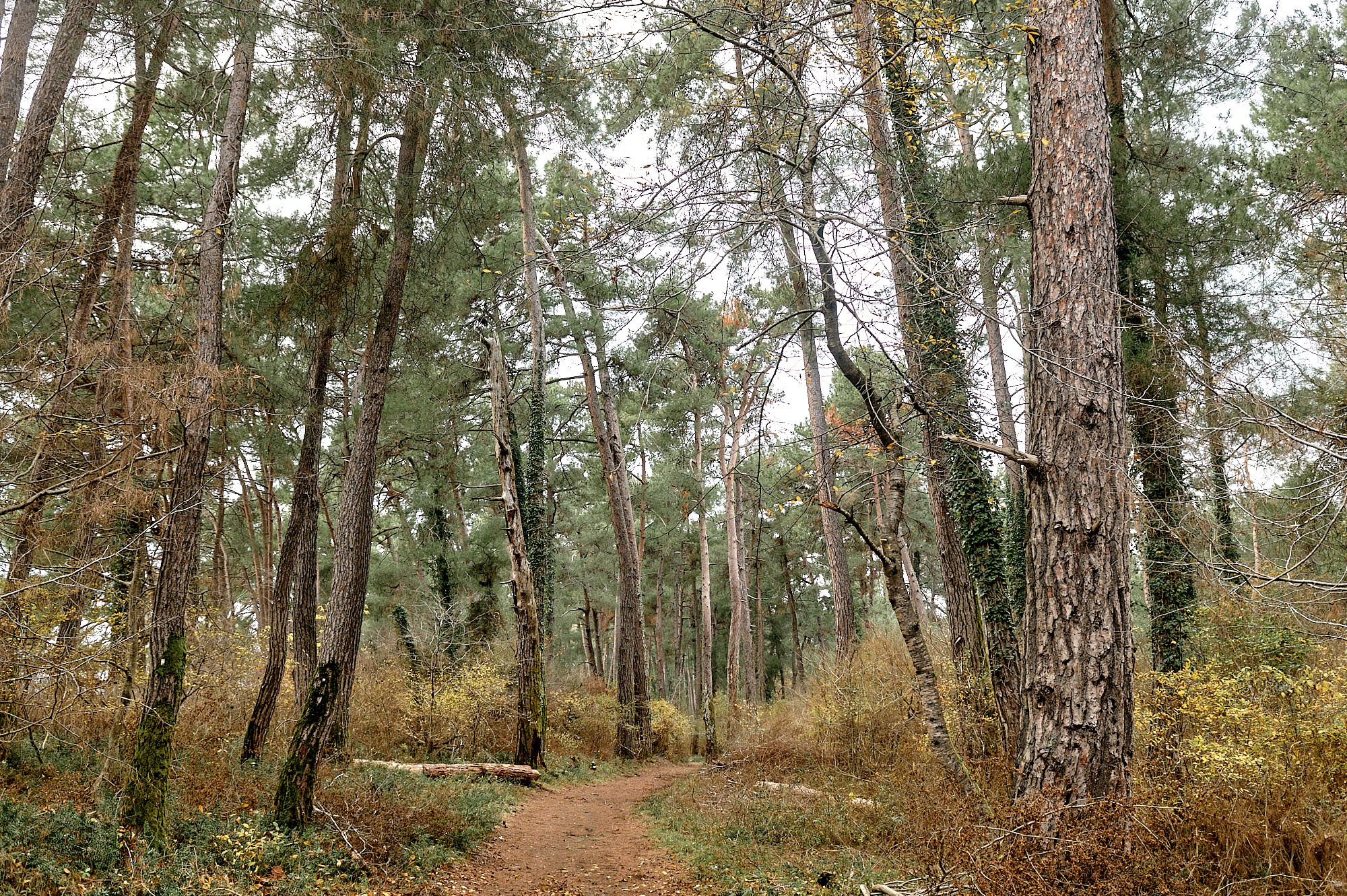 Пицунда, Абхазия. Декабрь 2024. Фотографии отовсюду и обо всем