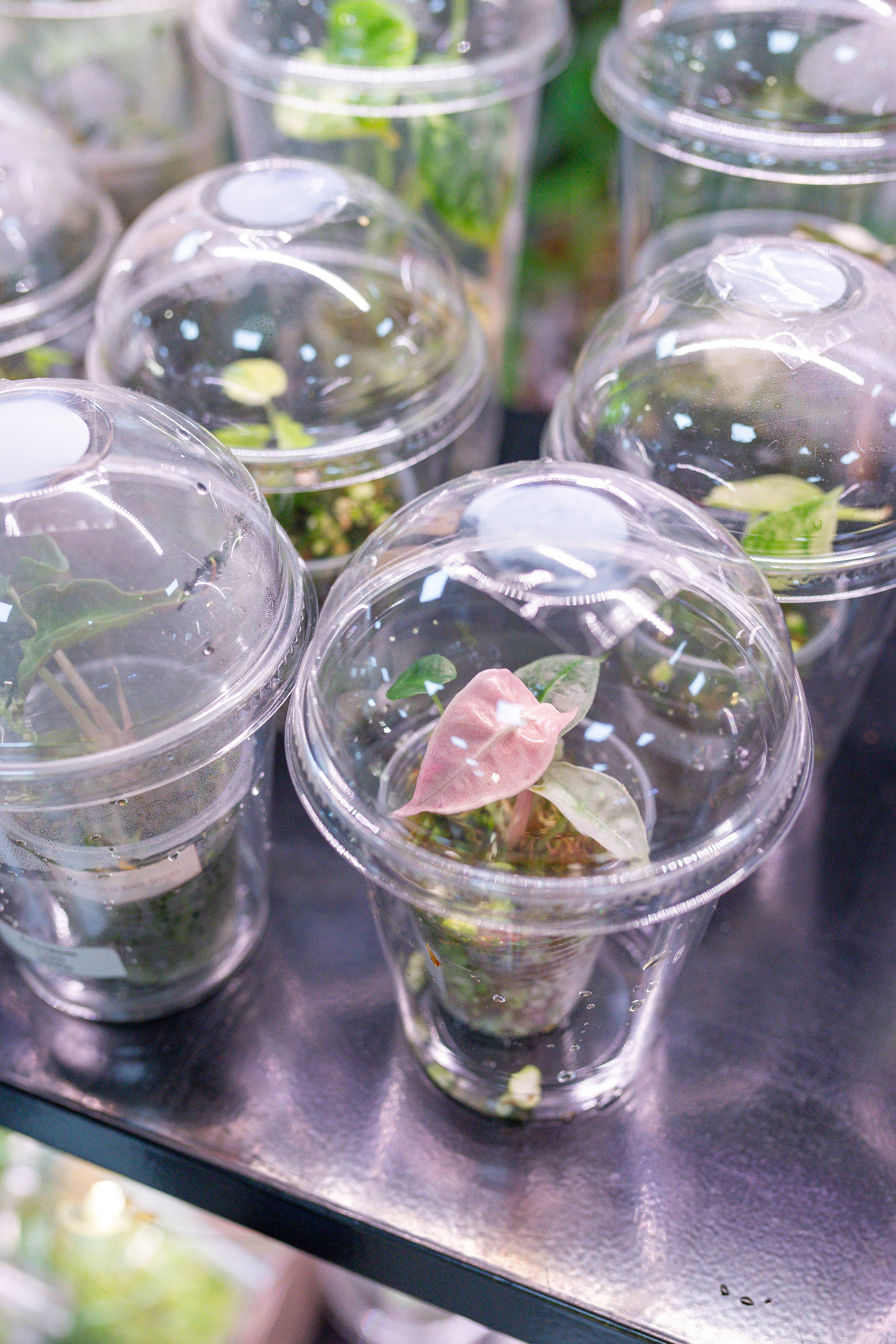 Орхидиум 12.2025. Александра Куликова фотограф, Москва