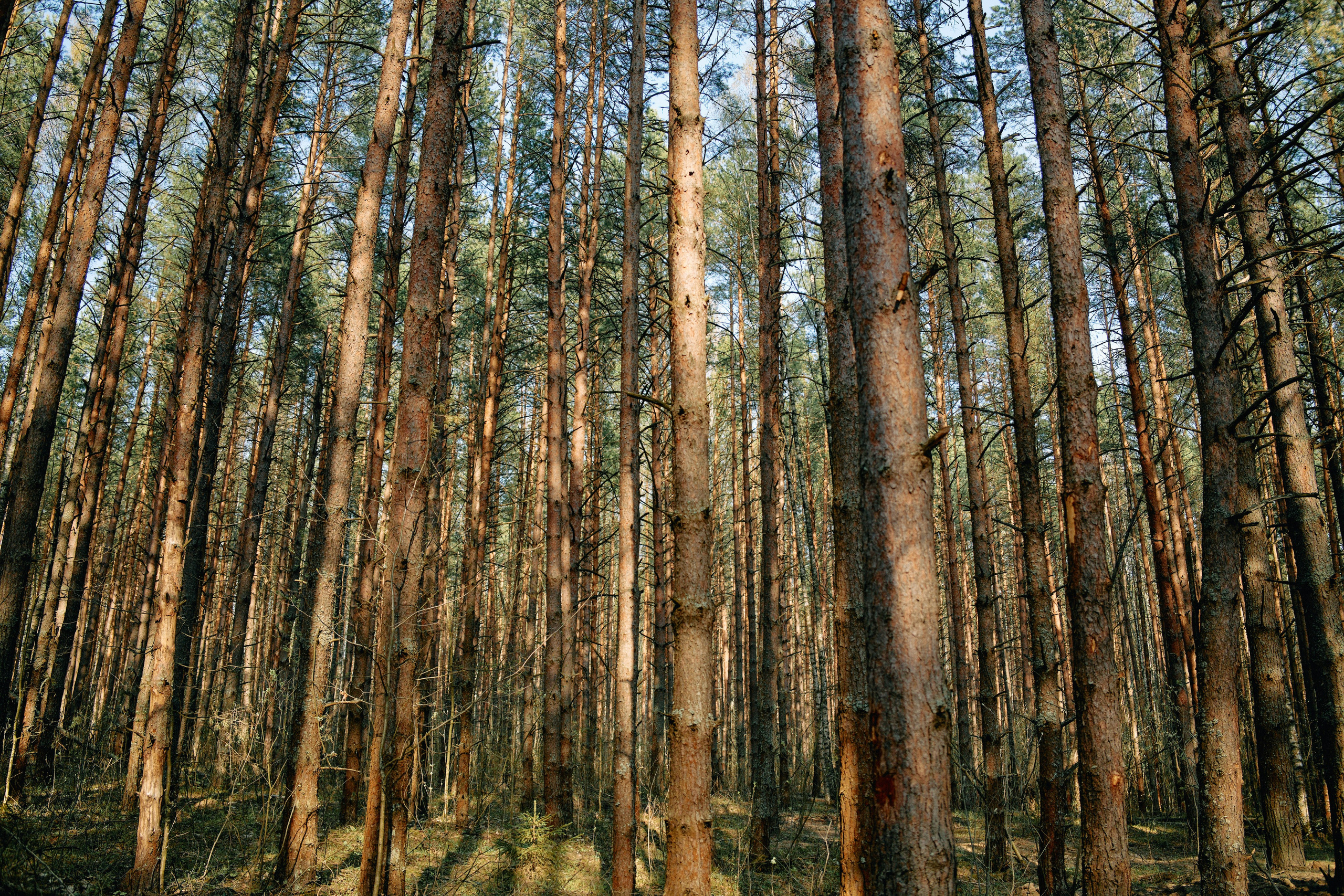 Бутик-отель Поле летом. Профессиональный Фотограф во Владимире, в Москве и в Суздале — Полина Романычева
