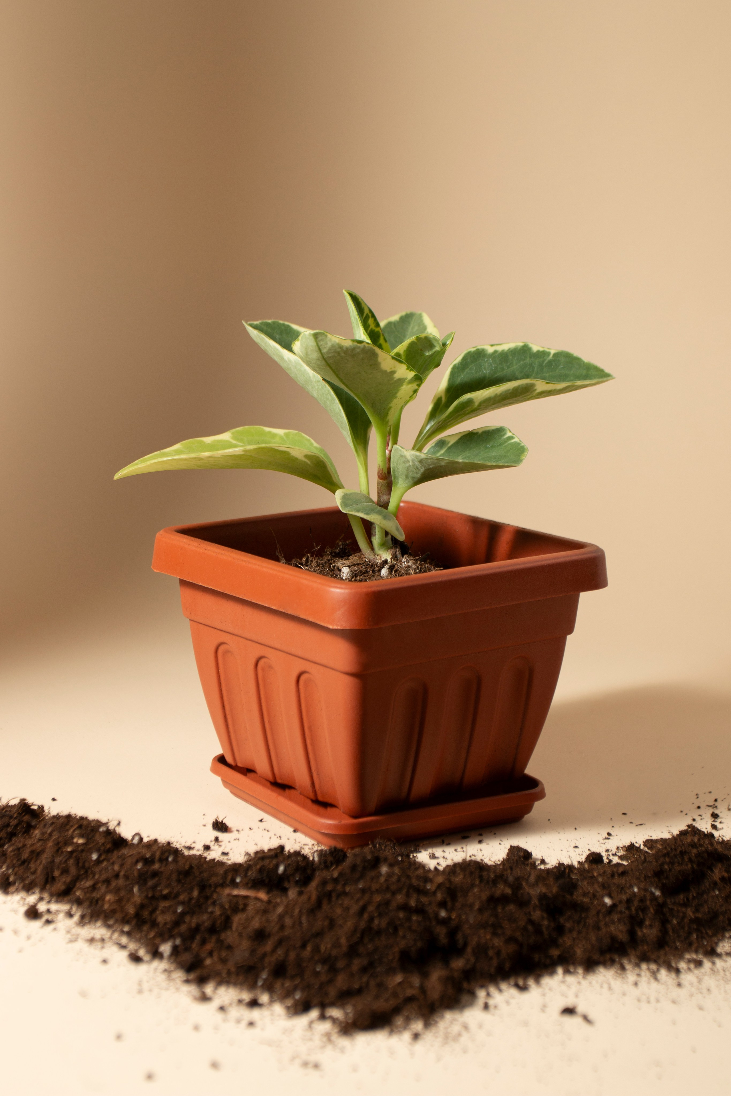 Цветочные горшки. Фотограф Злата Спицына