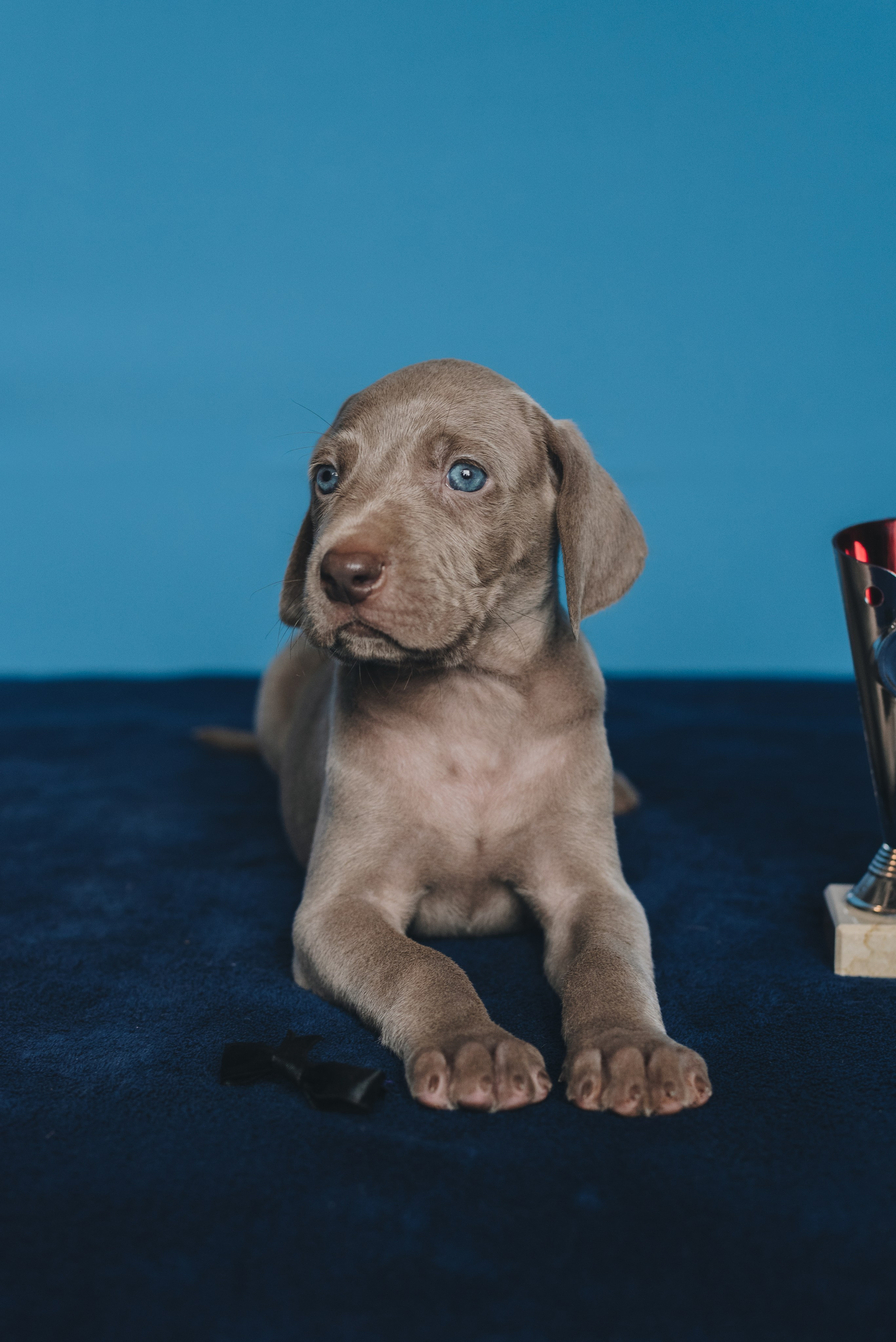Weimaraner. Natalia Finch Photography — Family, Kids & Pet Photographer in Chicago, IL