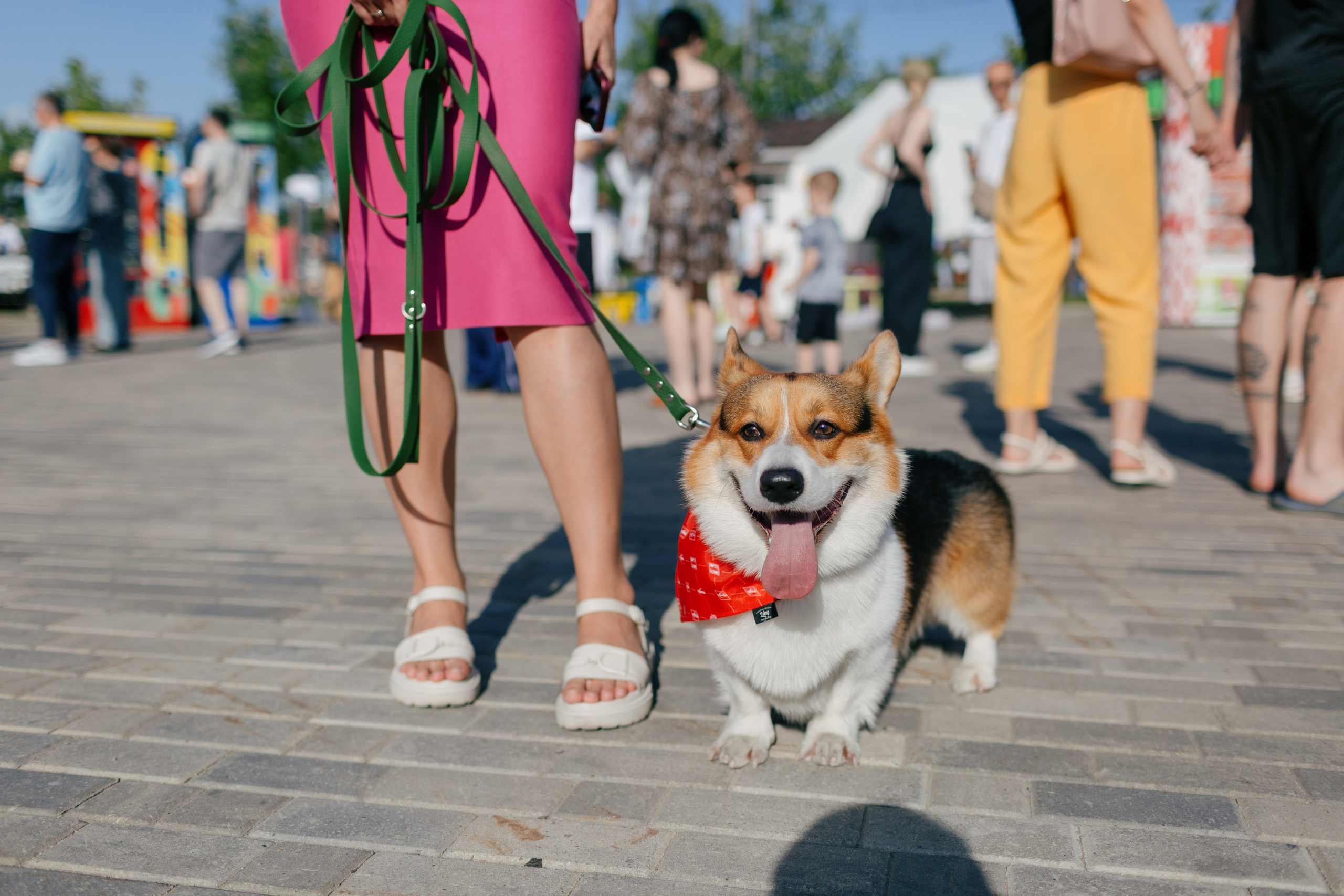 Dog Fest 2024. Главная