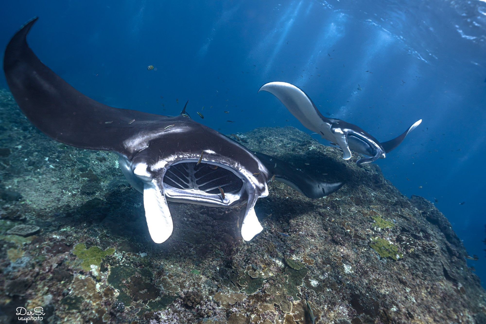 Манты. Подводный фотограф на Филиппинах Синицина Дарья