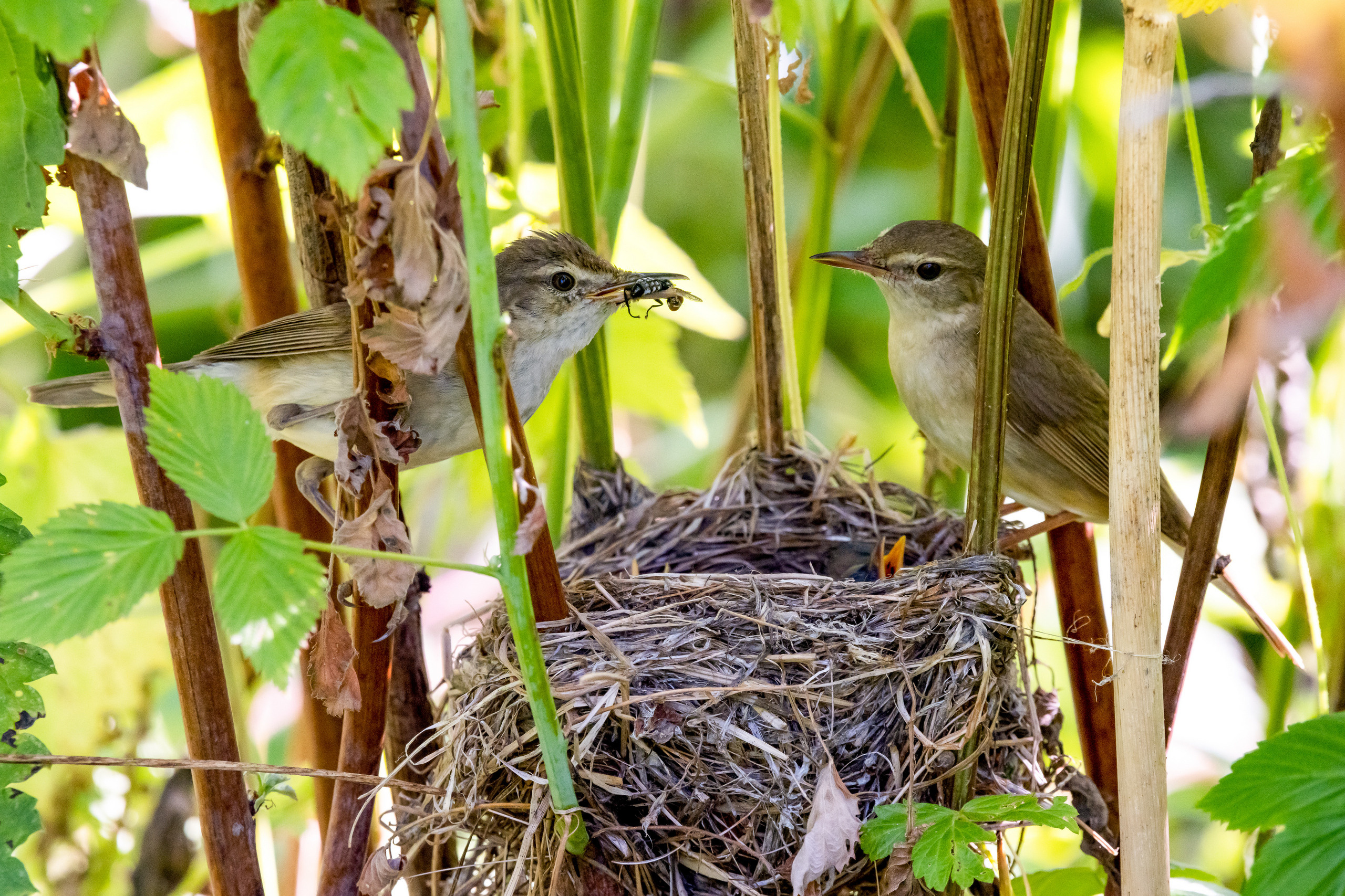 Пейзажный фотограф, Фотографии дикой природы. Foto-Zuev фотография как искусство