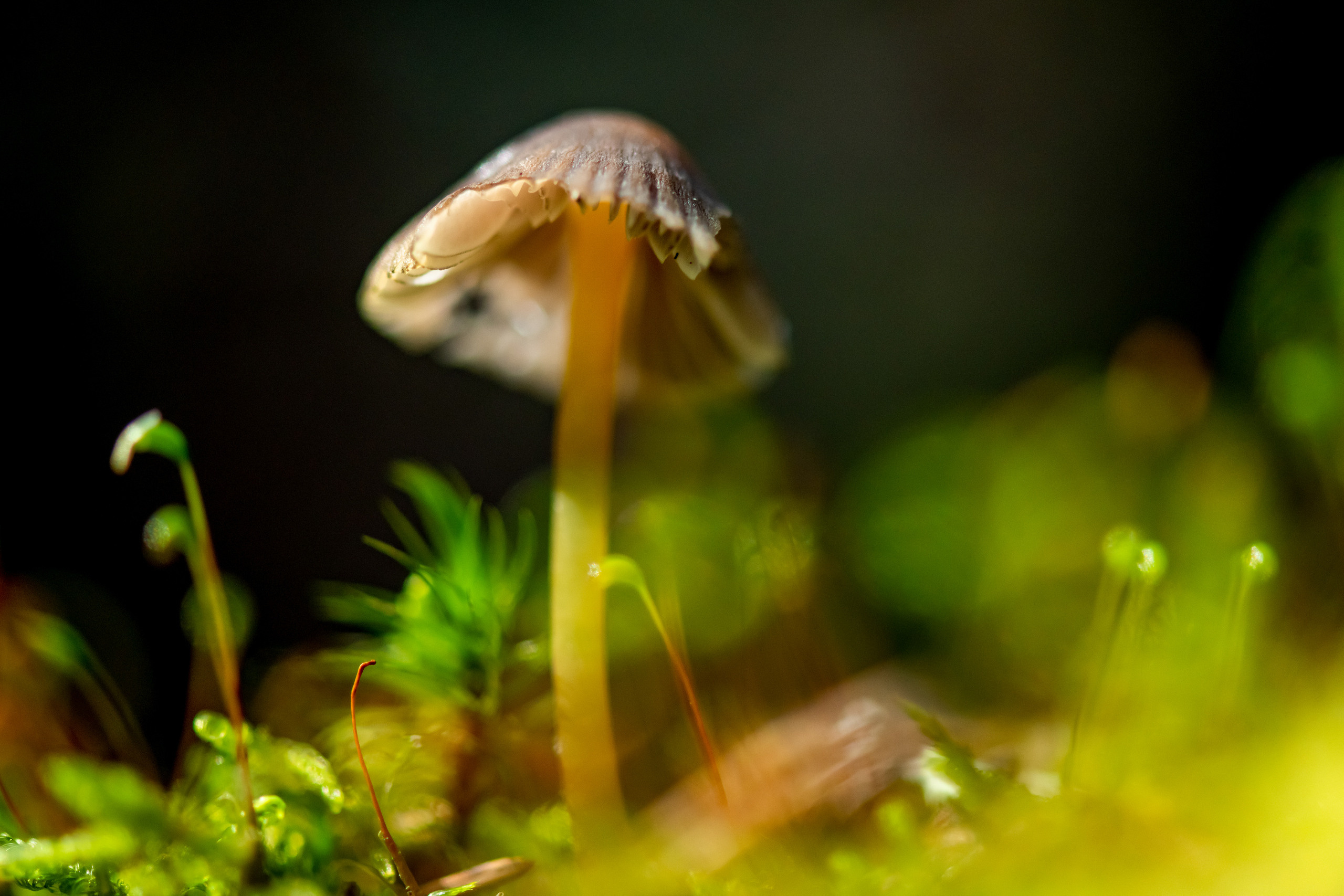 Макрофотосъёмка. Foto-Zuev фотография как искусство