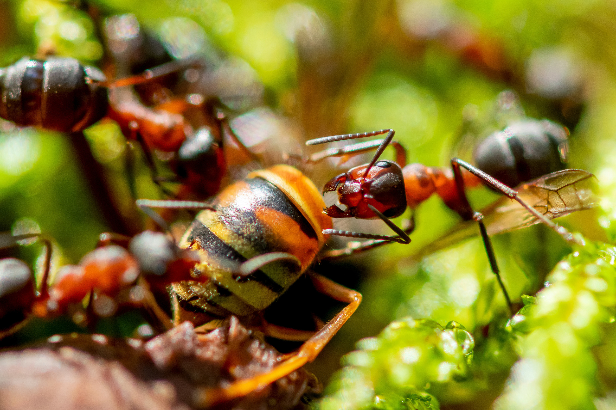 Макрофотосъёмка. Foto-Zuev фотография как искусство