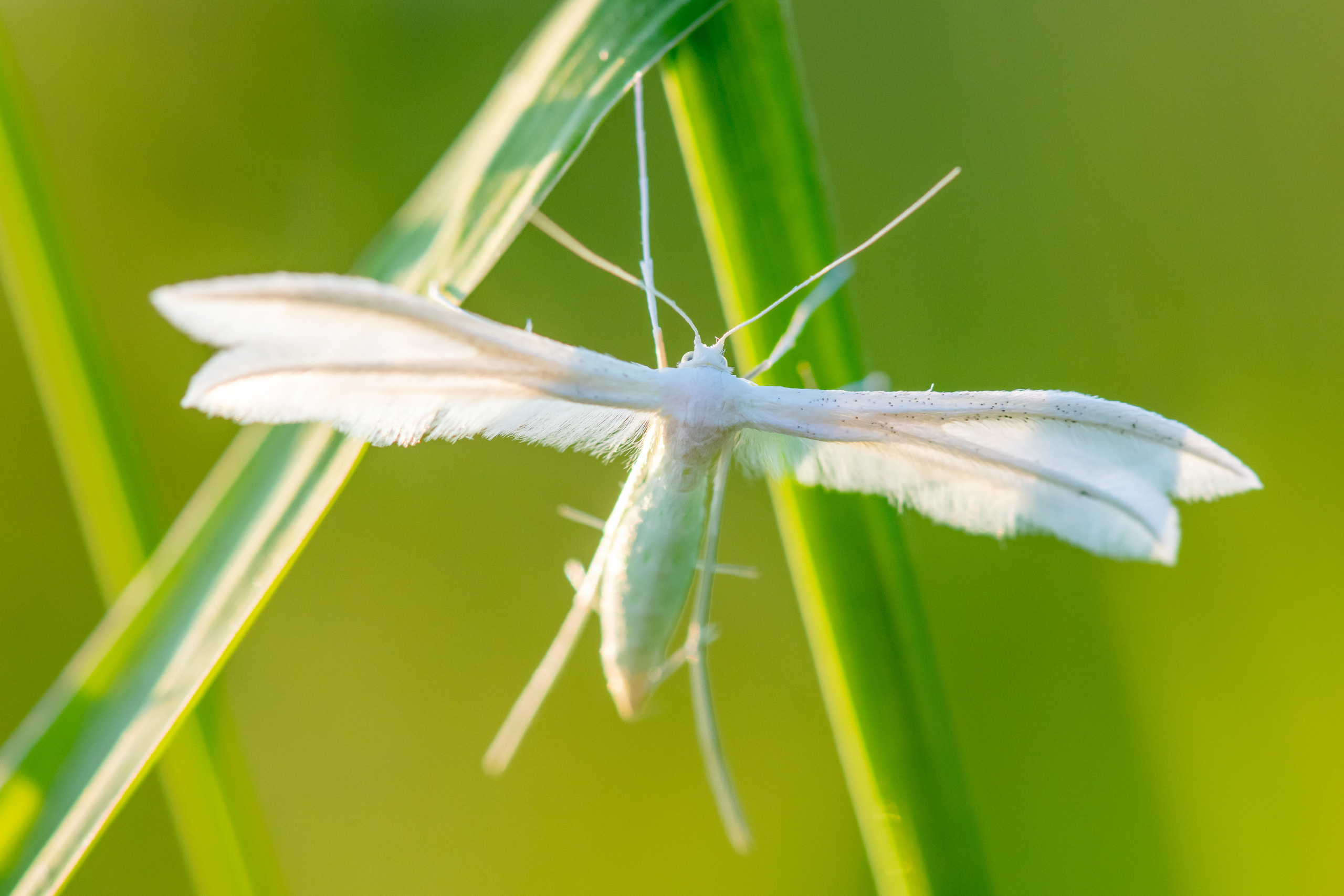 Макрофотосъёмка. Foto-Zuev фотография как искусство