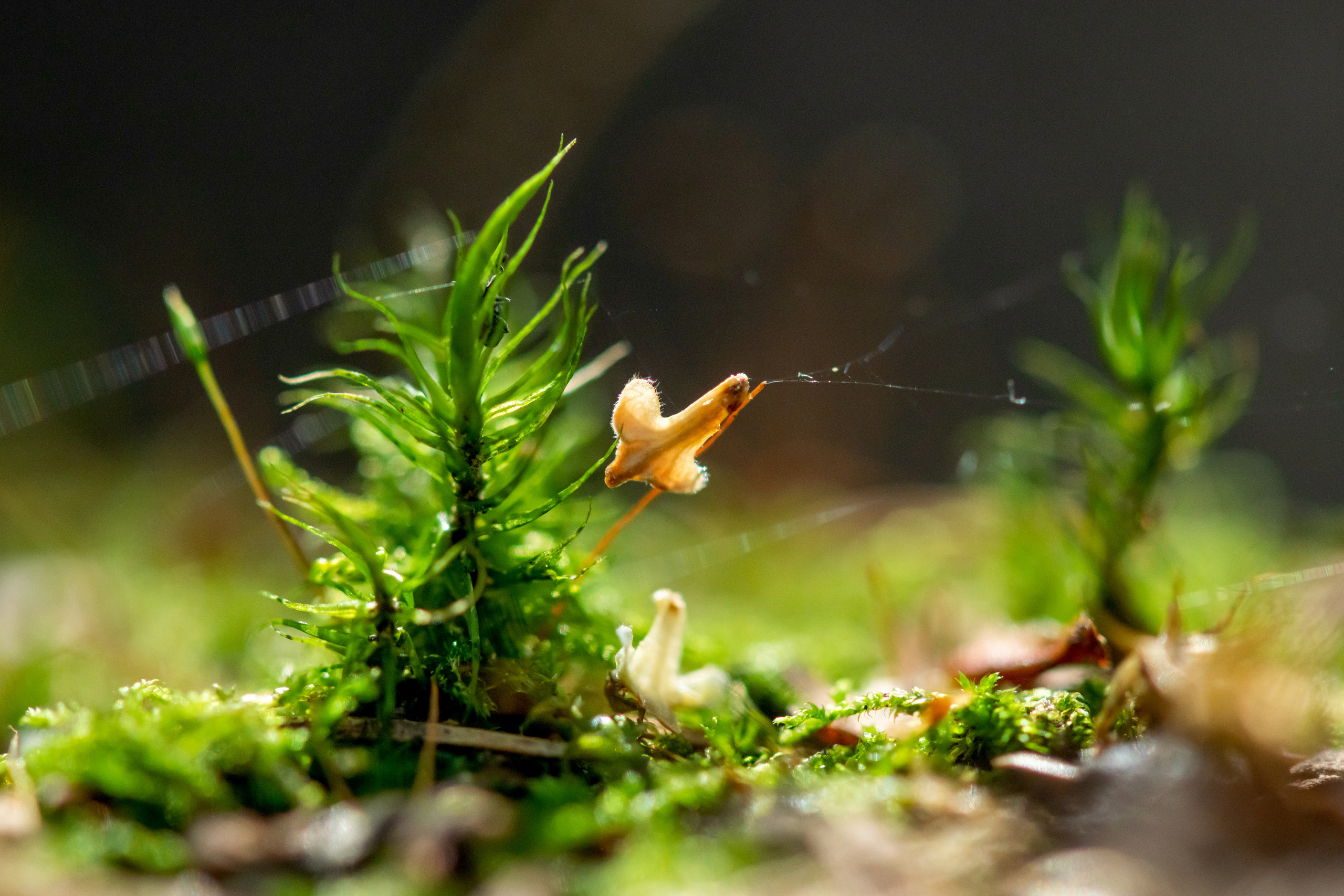 Макрофотосъёмка. Foto-Zuev фотография как искусство