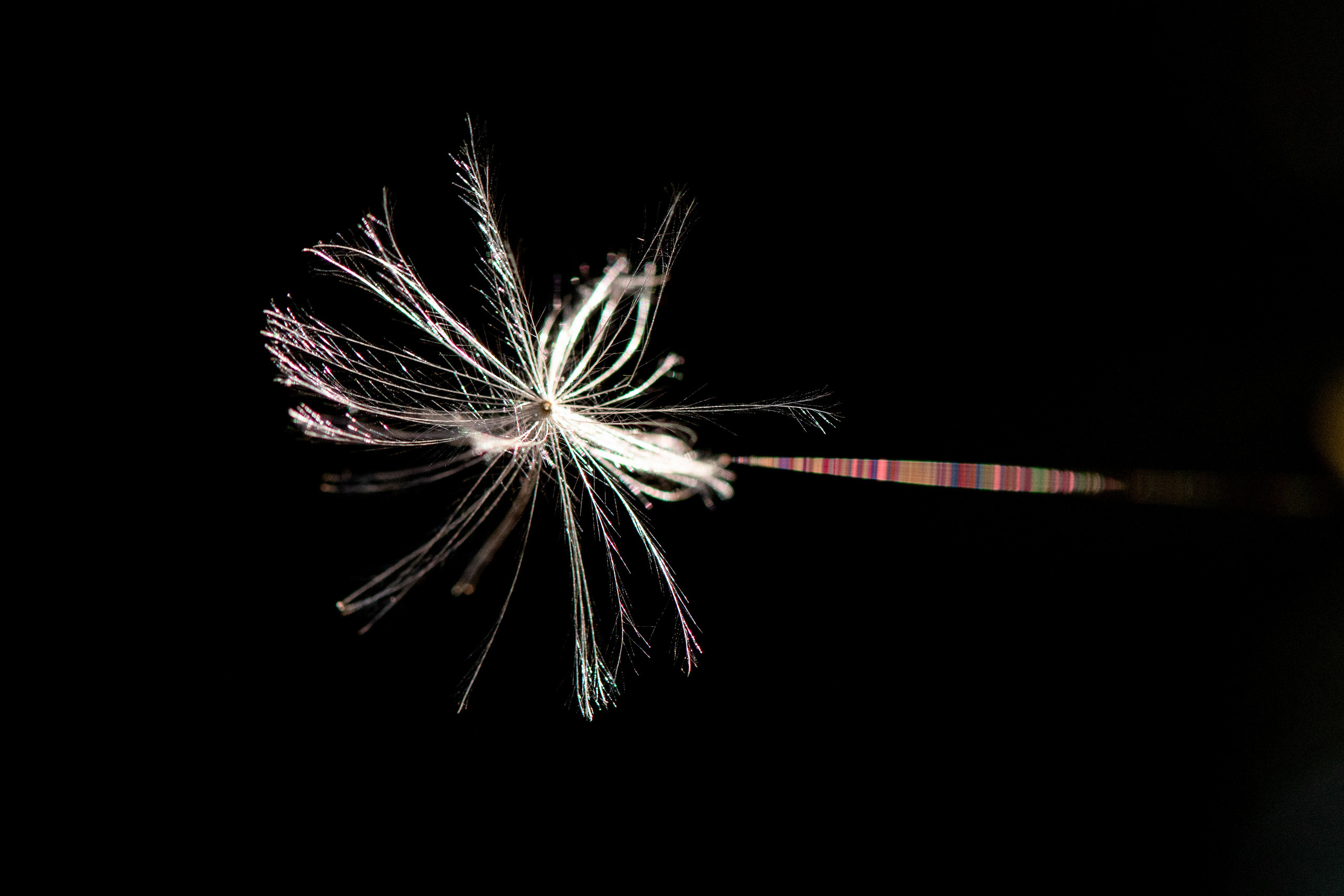 Макрофотосъёмка. Foto-Zuev фотография как искусство