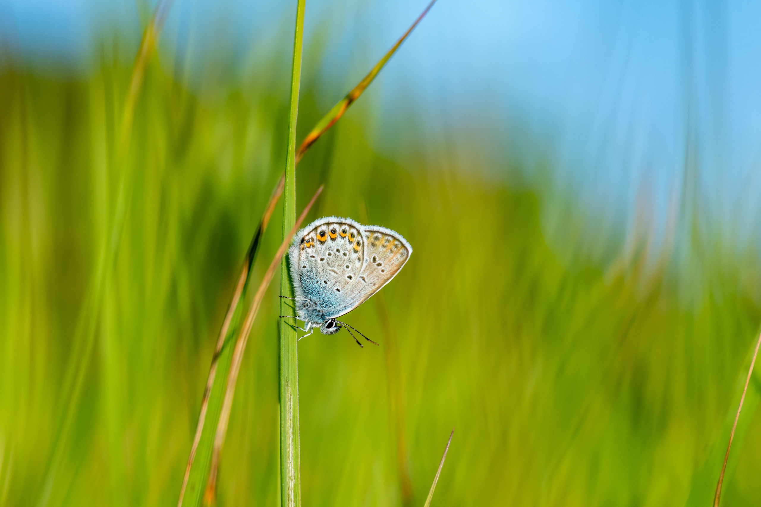 Макрофотосъёмка. Foto-Zuev фотография как искусство