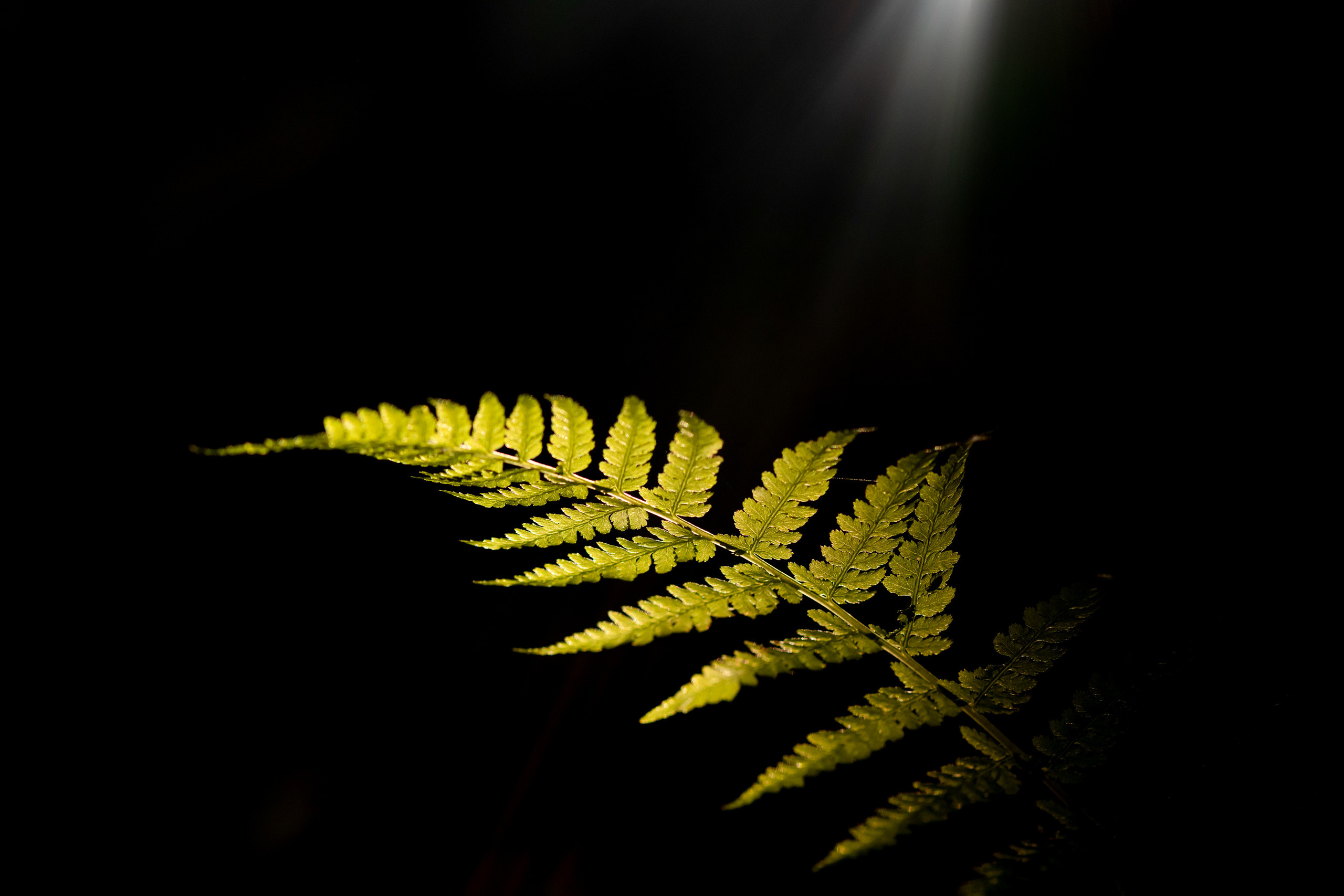 Пейзажный фотограф, Фотографии дикой природы. Foto-Zuev фотография как искусство