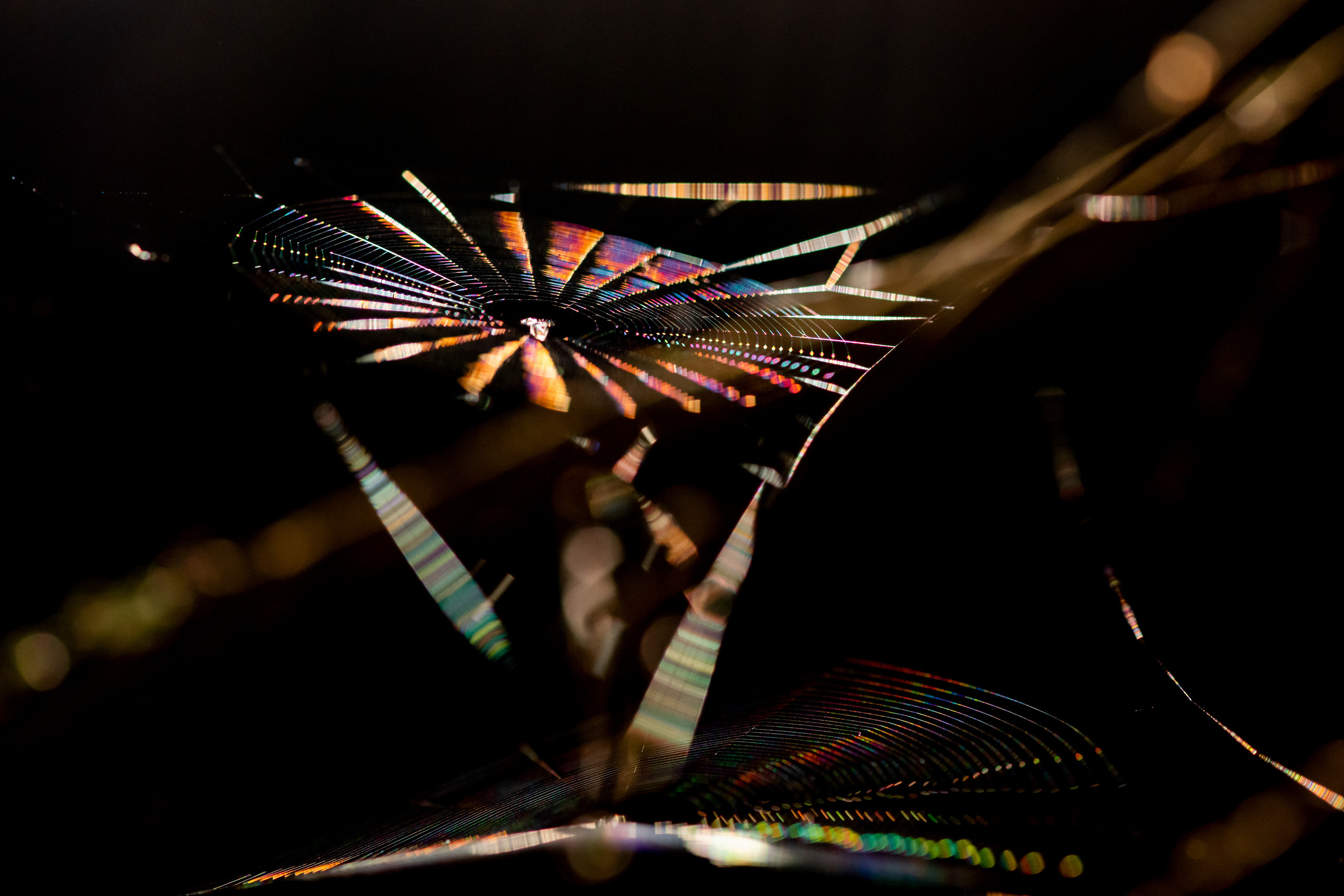 Макрофотосъёмка. Foto-Zuev фотография как искусство