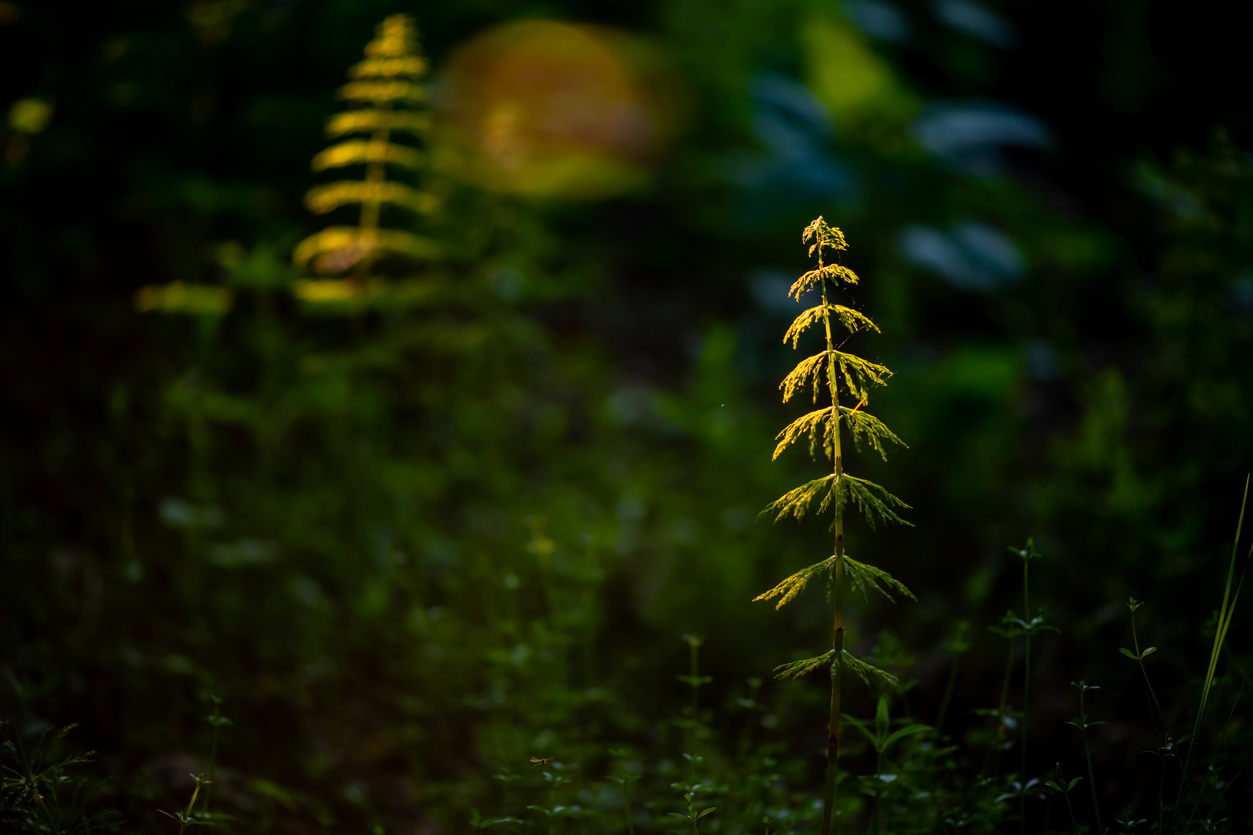 Пейзажный фотограф, Фотографии дикой природы. Foto-Zuev фотография как искусство