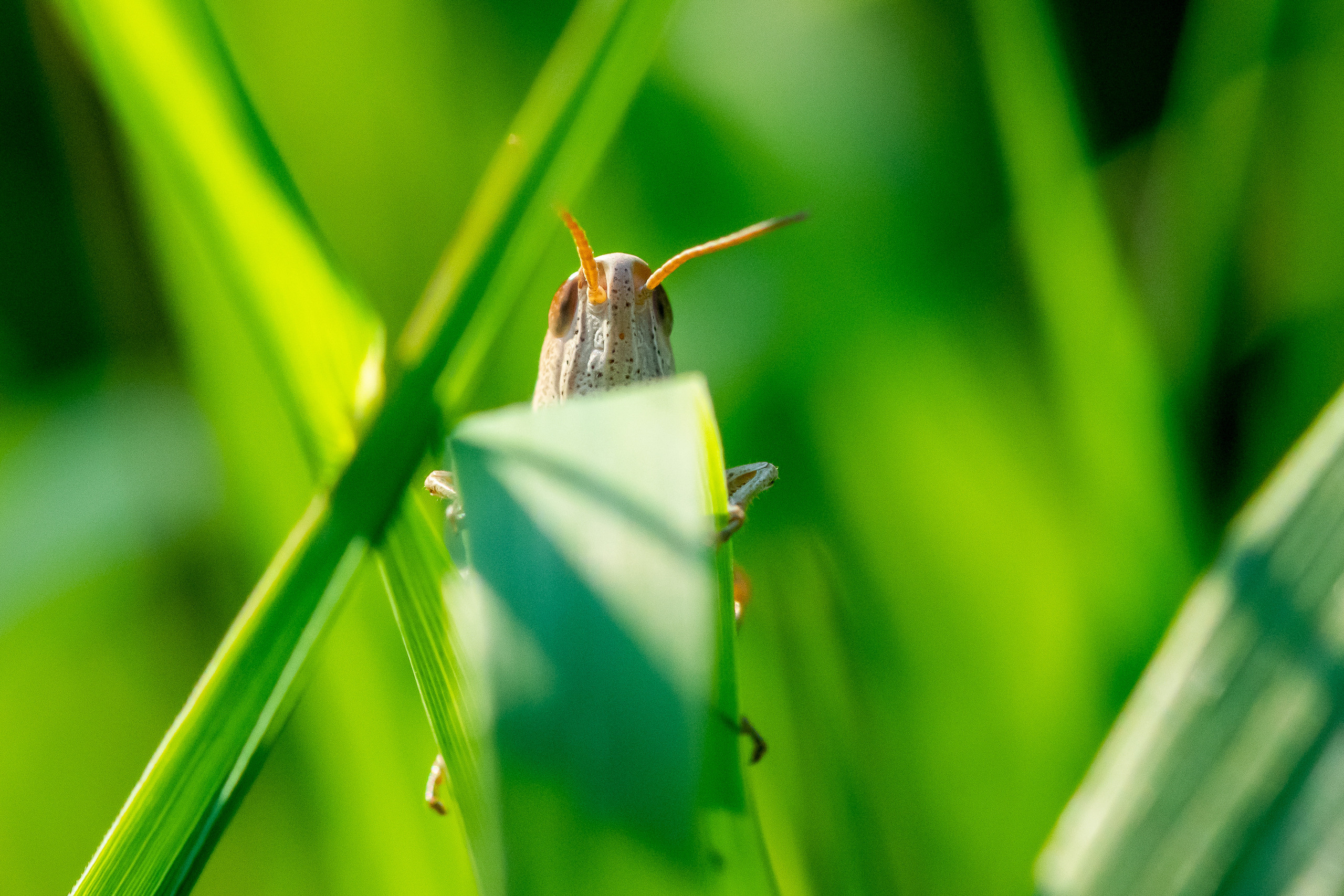 Макрофотосъёмка. Foto-Zuev фотография как искусство