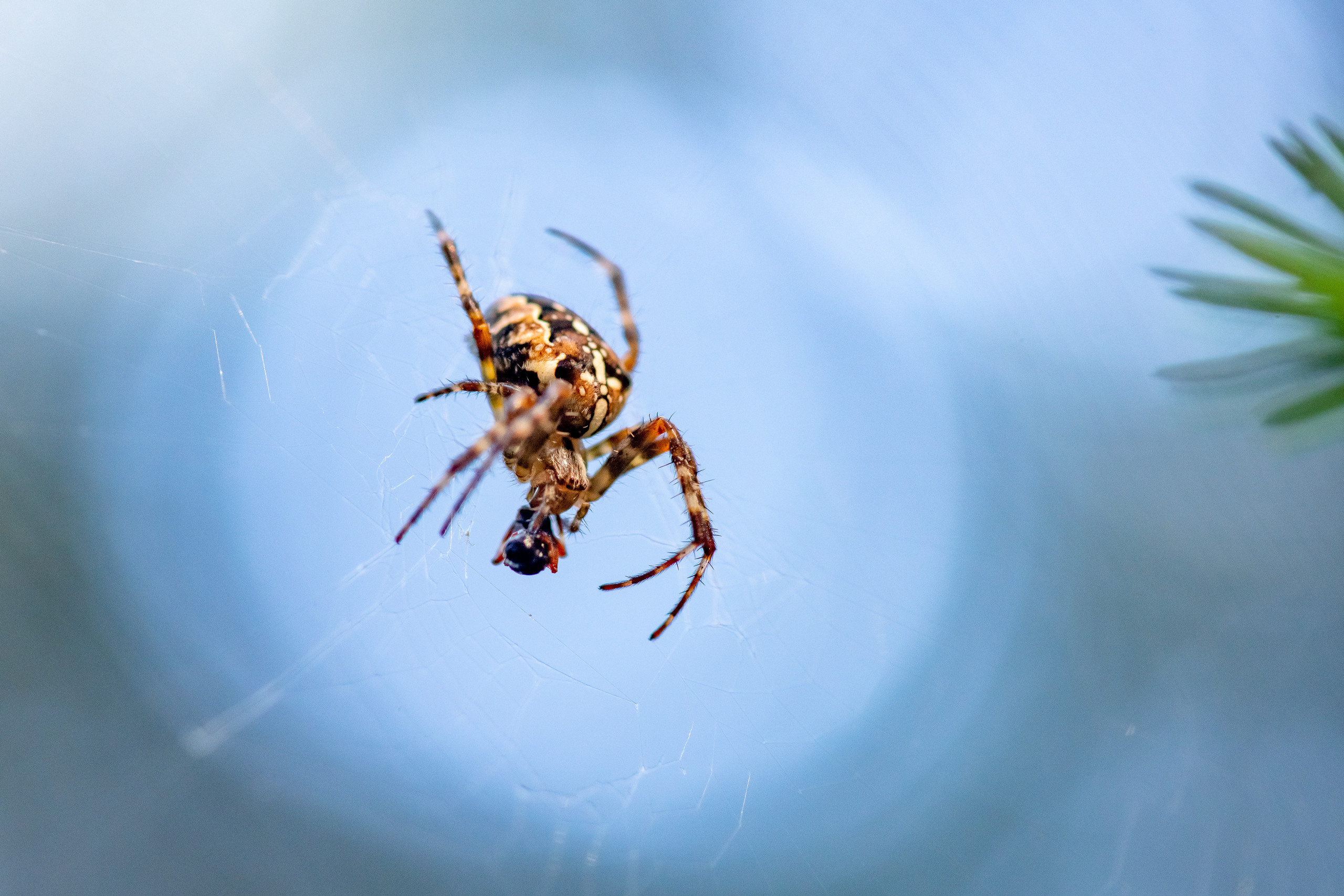 Макрофотосъёмка. Foto-Zuev фотография как искусство
