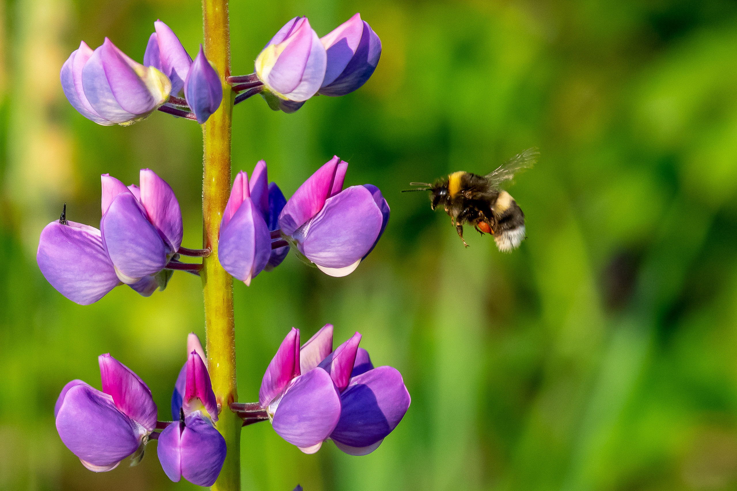 Макрофотосъёмка. Foto-Zuev фотография как искусство