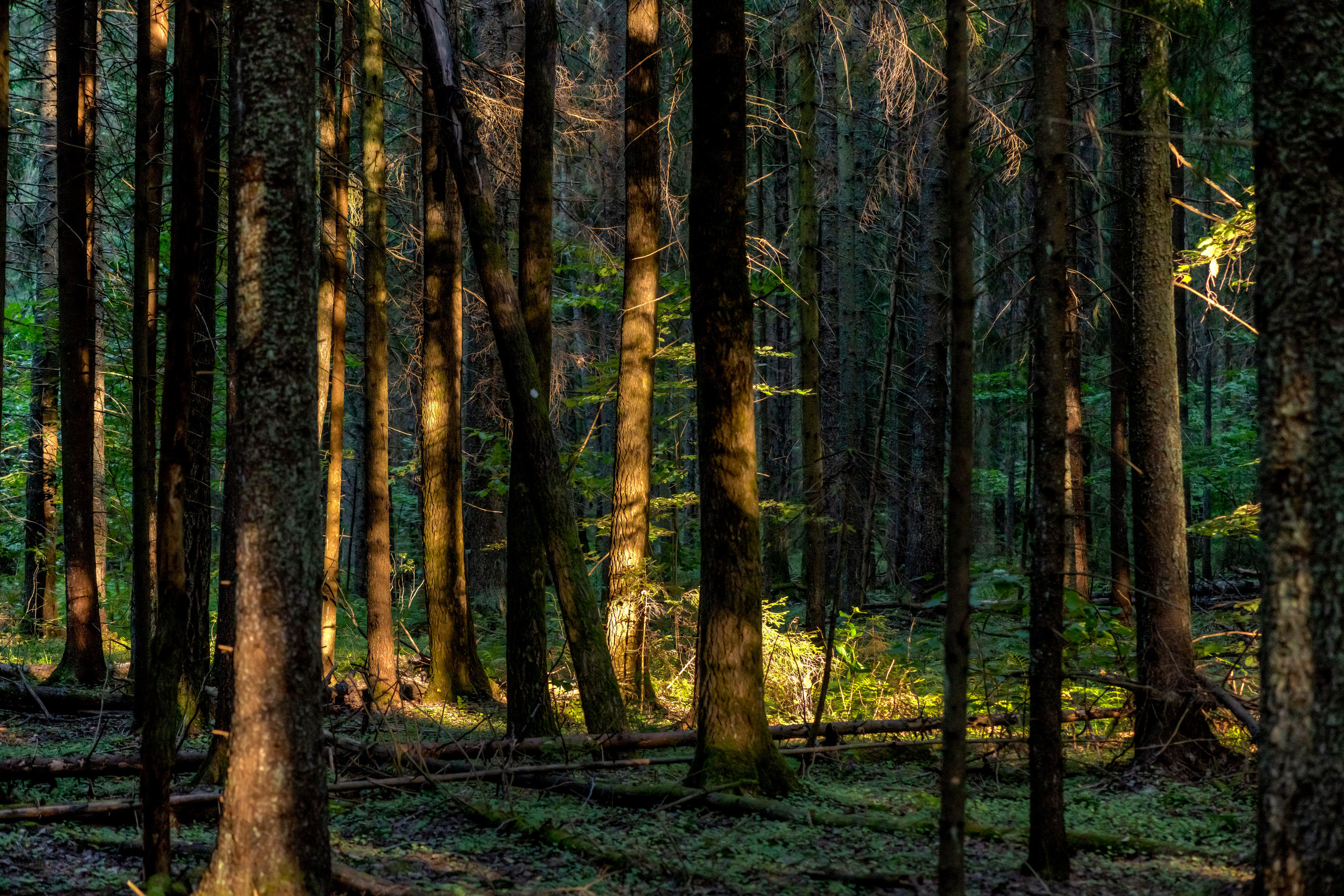Пейзажный фотограф, Фотографии дикой природы. Foto-Zuev фотография как искусство
