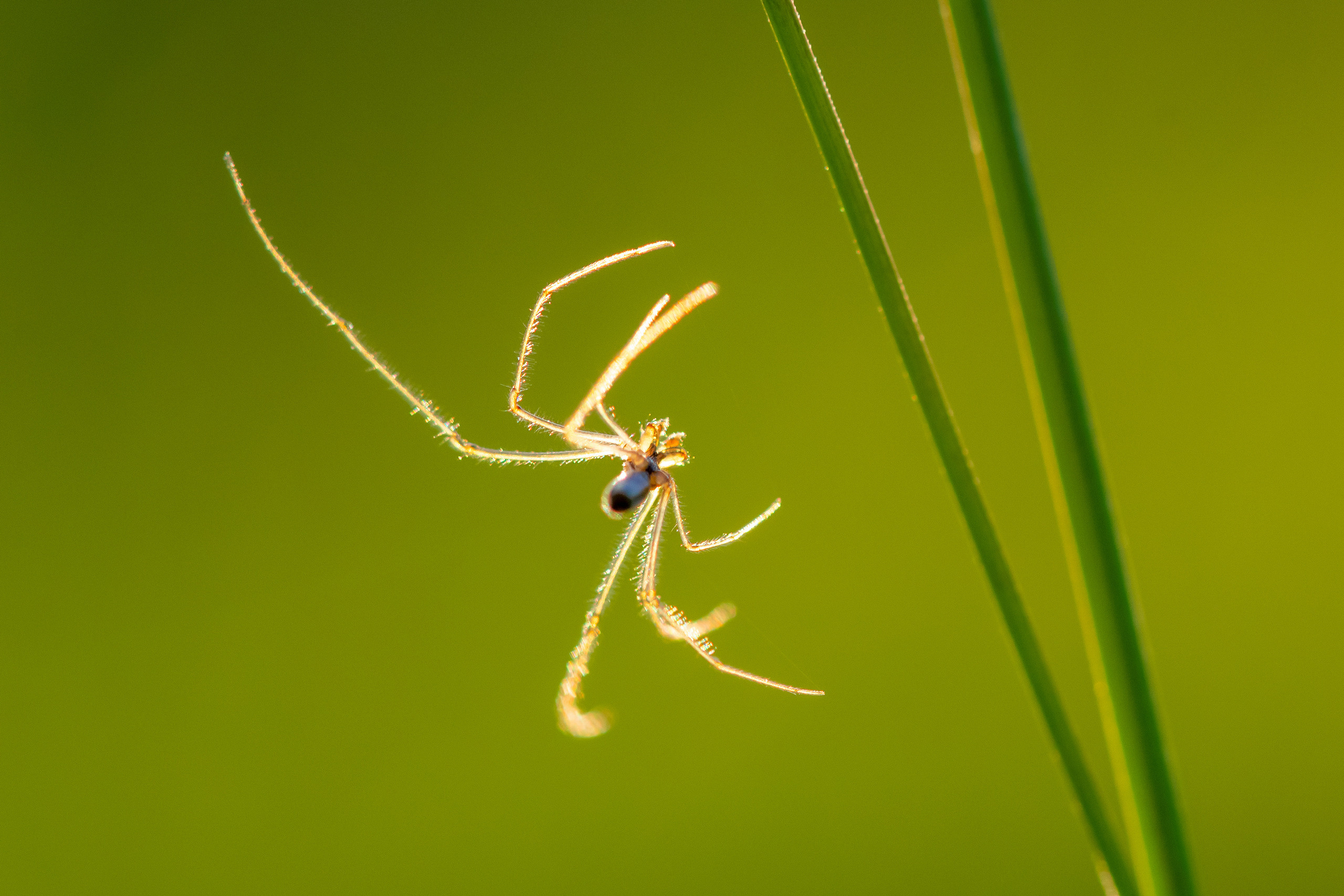 Макрофотосъёмка. Foto-Zuev фотография как искусство