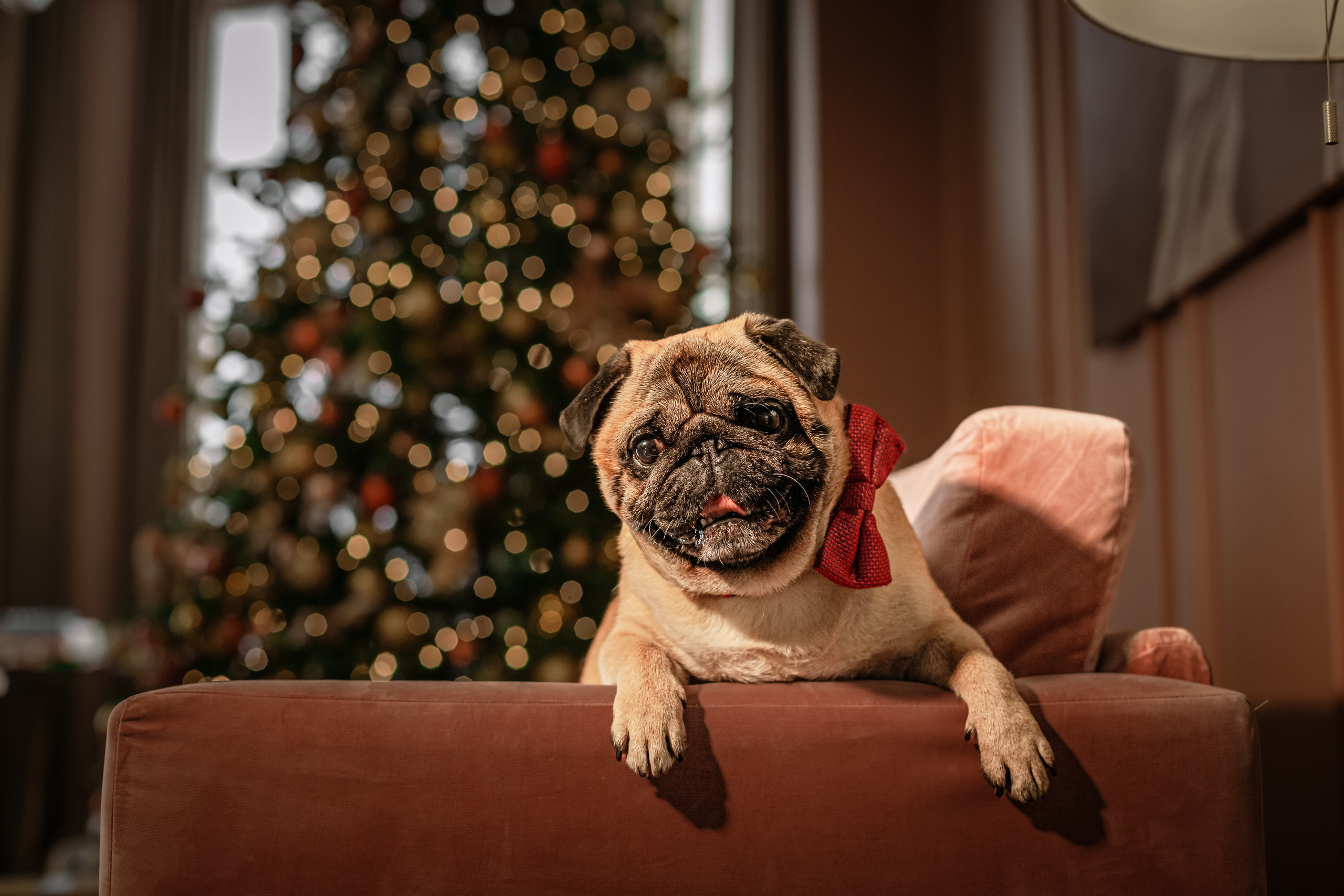 Фотограф-анималист Татьяна Степанова