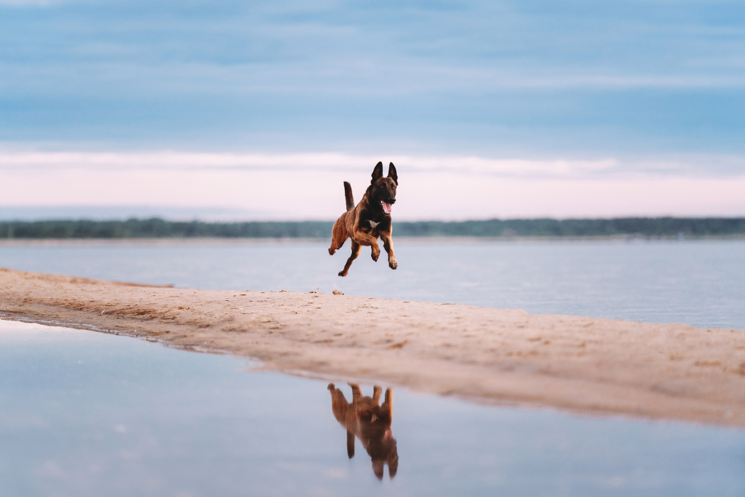 Раш. Фотограф анималист Осипчикова Мария
