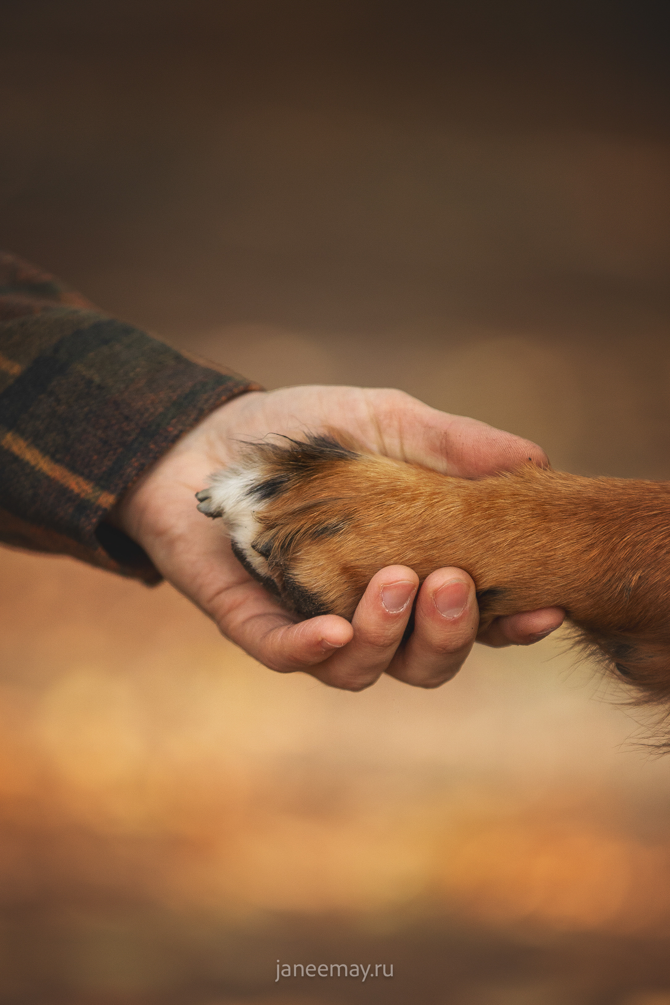 Ирина, Сергей и Твикси. Фотограф анималист в Москве Майорова Евгения