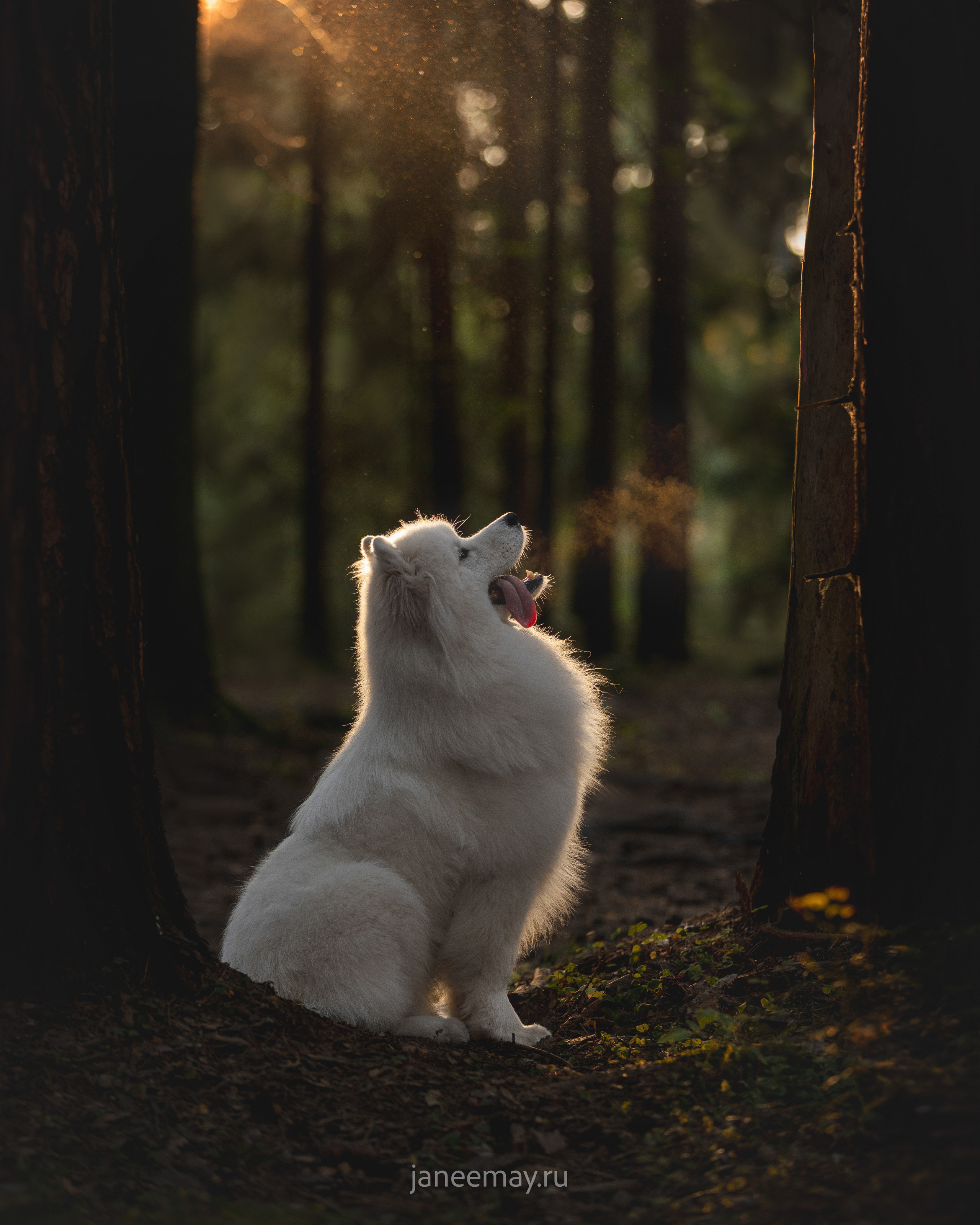 Фото собак, животных осенью. Фотограф анималист в Москве Майорова Евгения