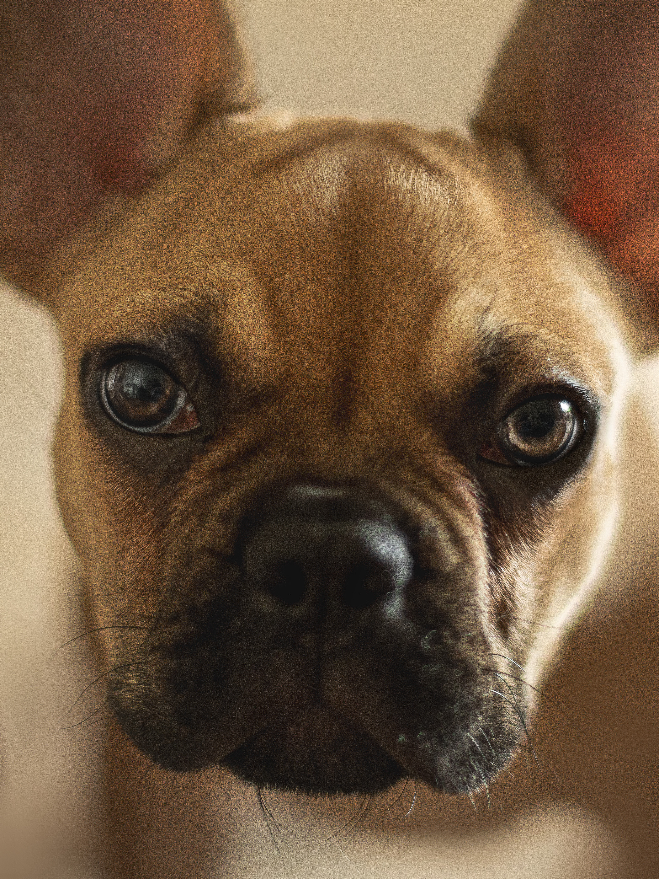 Валерия и Финик. Фотограф анималист в Москве Майорова Евгения