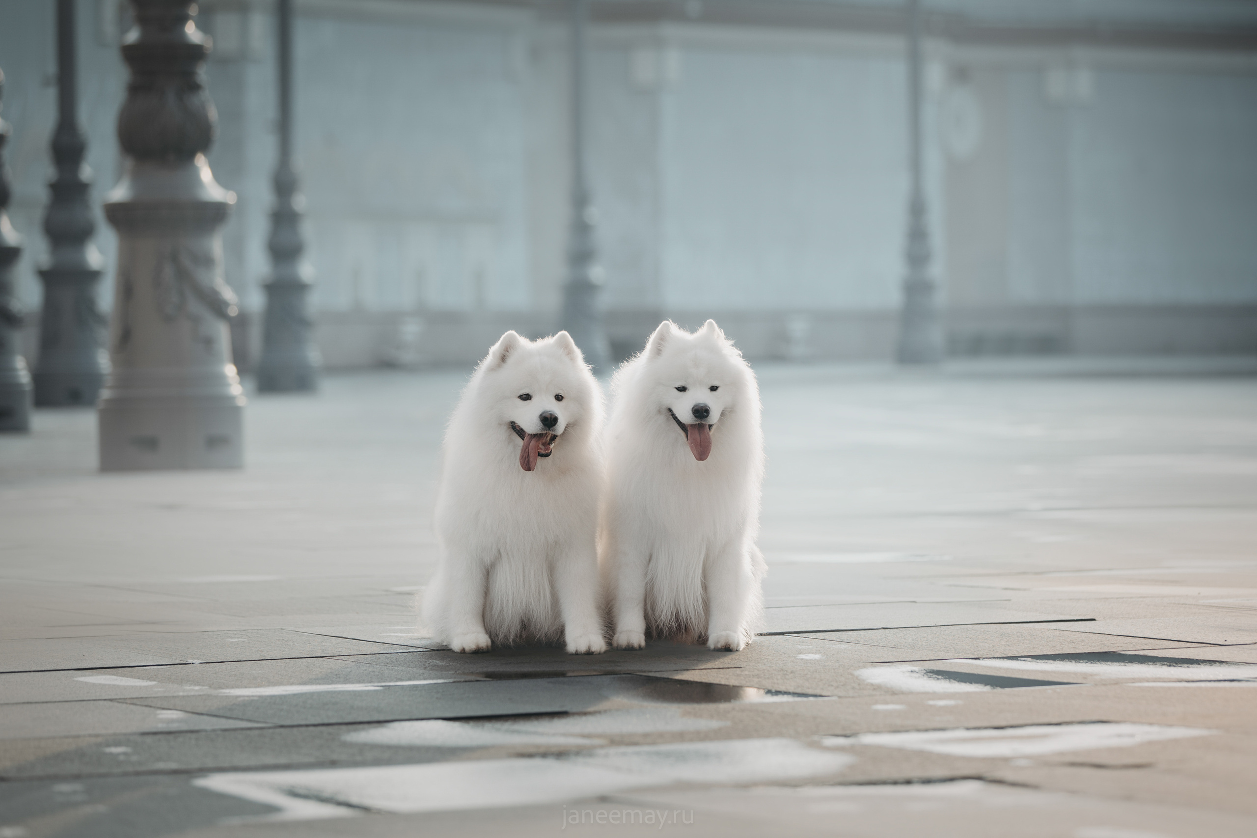 Дана, Никос, Теди и Люкс. Фотограф анималист в Москве Майорова Евгения