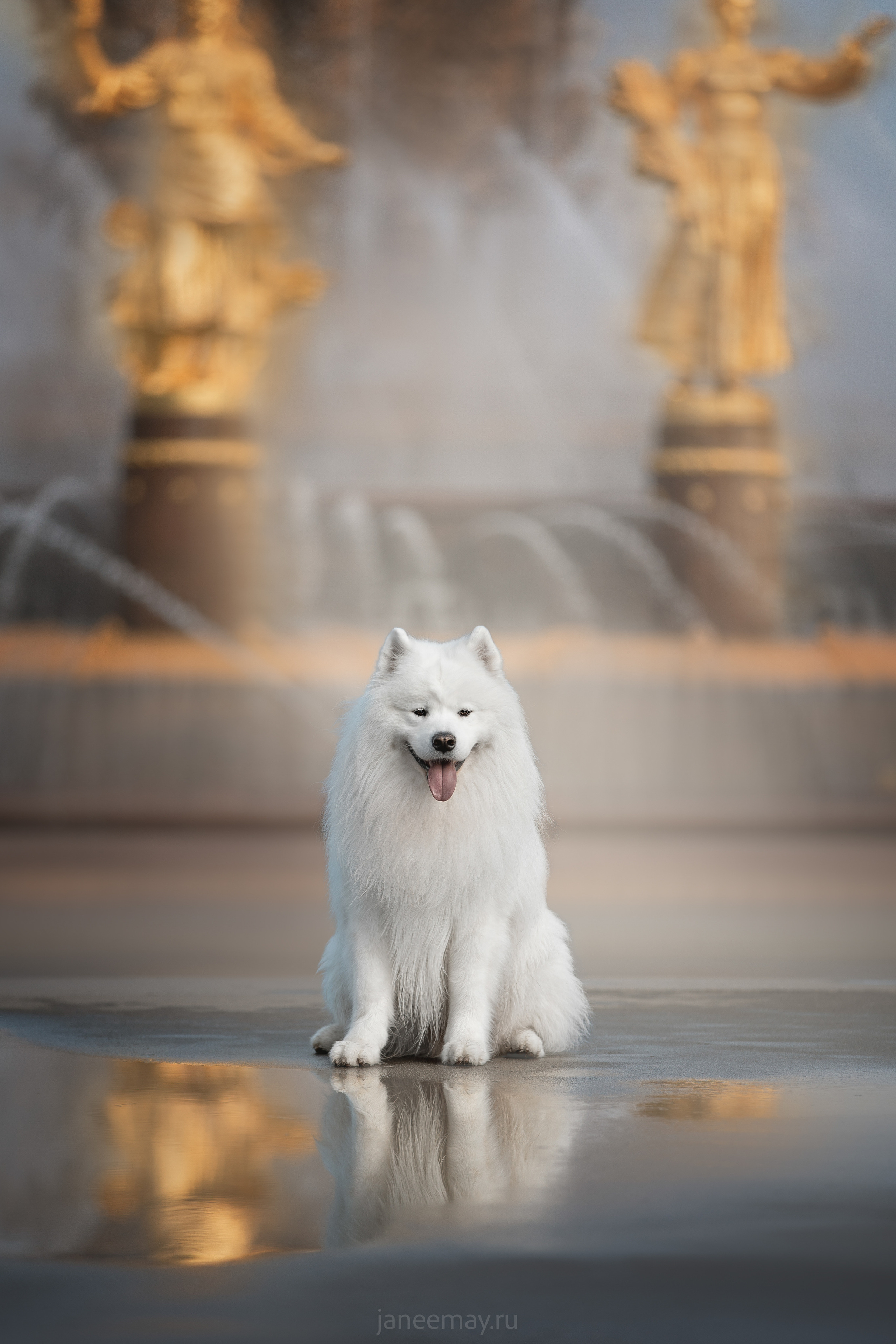 Дана, Никос, Теди и Люкс. Фотограф анималист в Москве Майорова Евгения