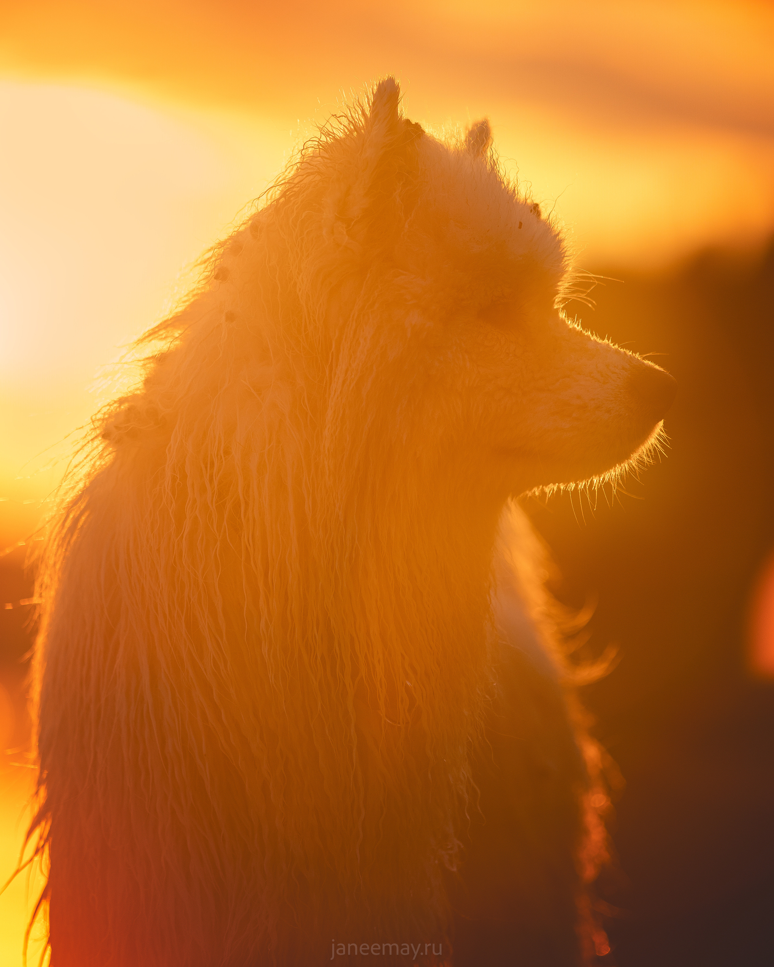 Фото собак, животных летом. Фотограф анималист в Москве Майорова Евгения