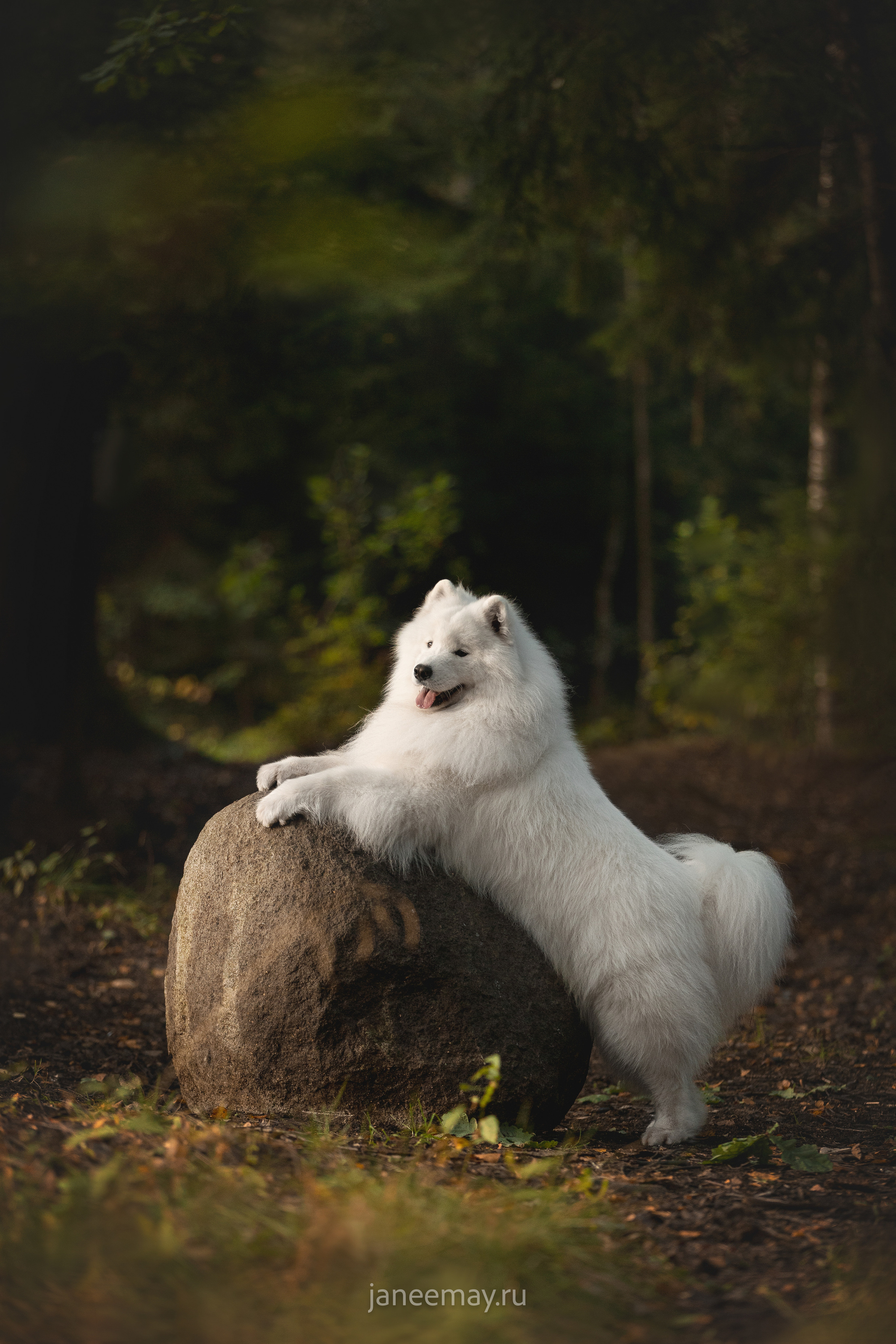 Фото собак, животных осенью. Фотограф анималист в Москве Майорова Евгения