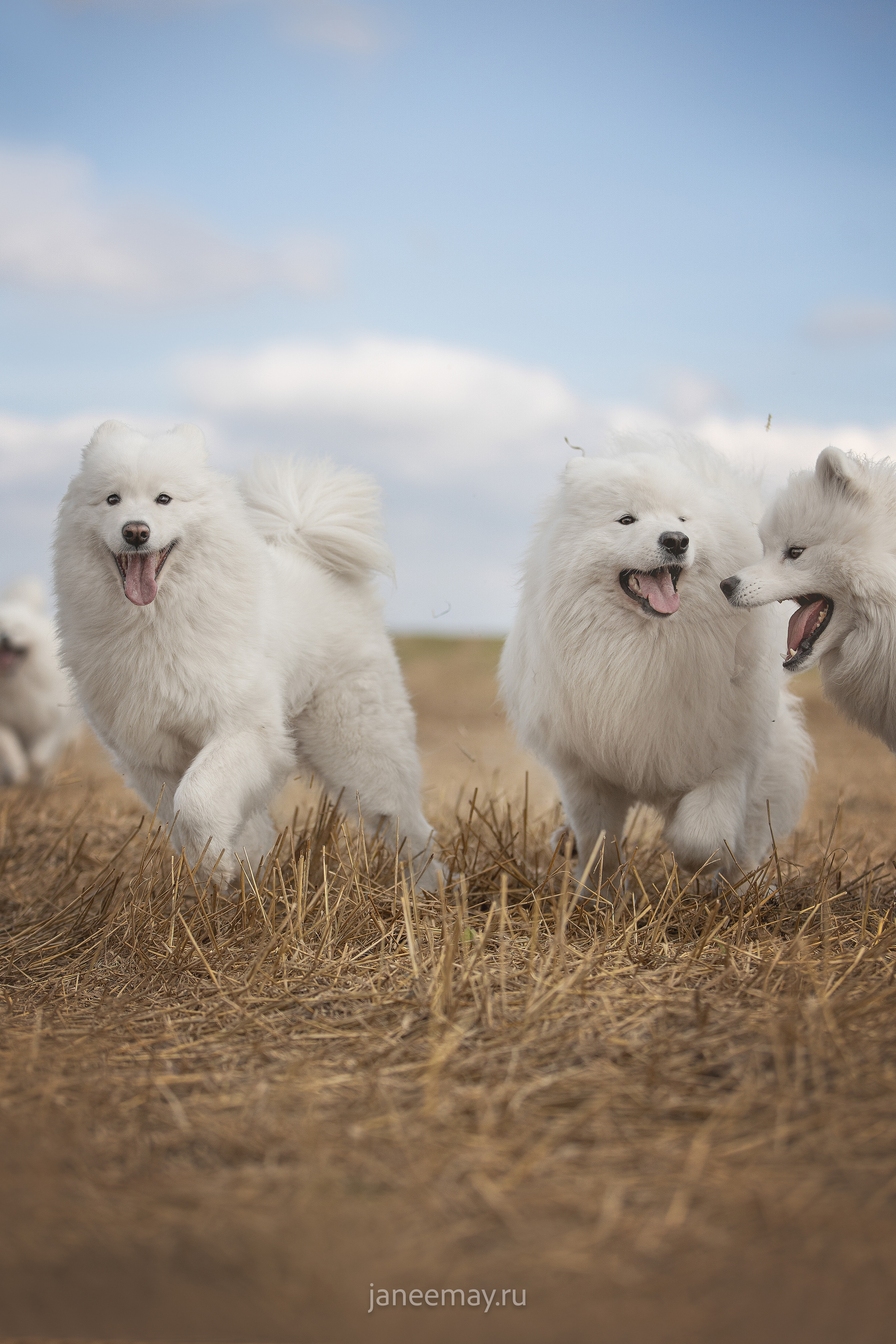 Фото собак, животных осенью. Фотограф анималист в Москве Майорова Евгения