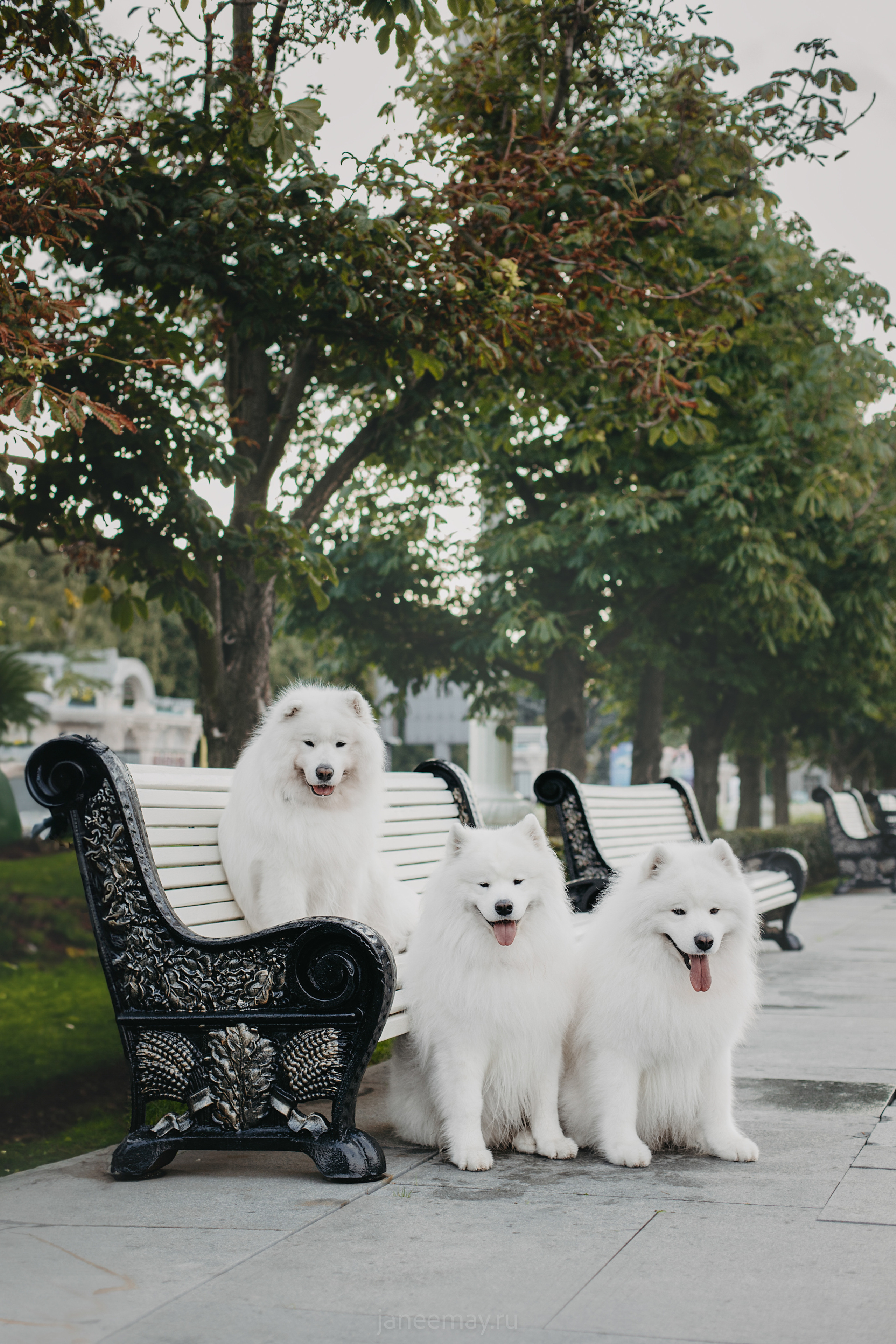 Дана, Никос, Теди и Люкс. Фотограф анималист в Москве Майорова Евгения