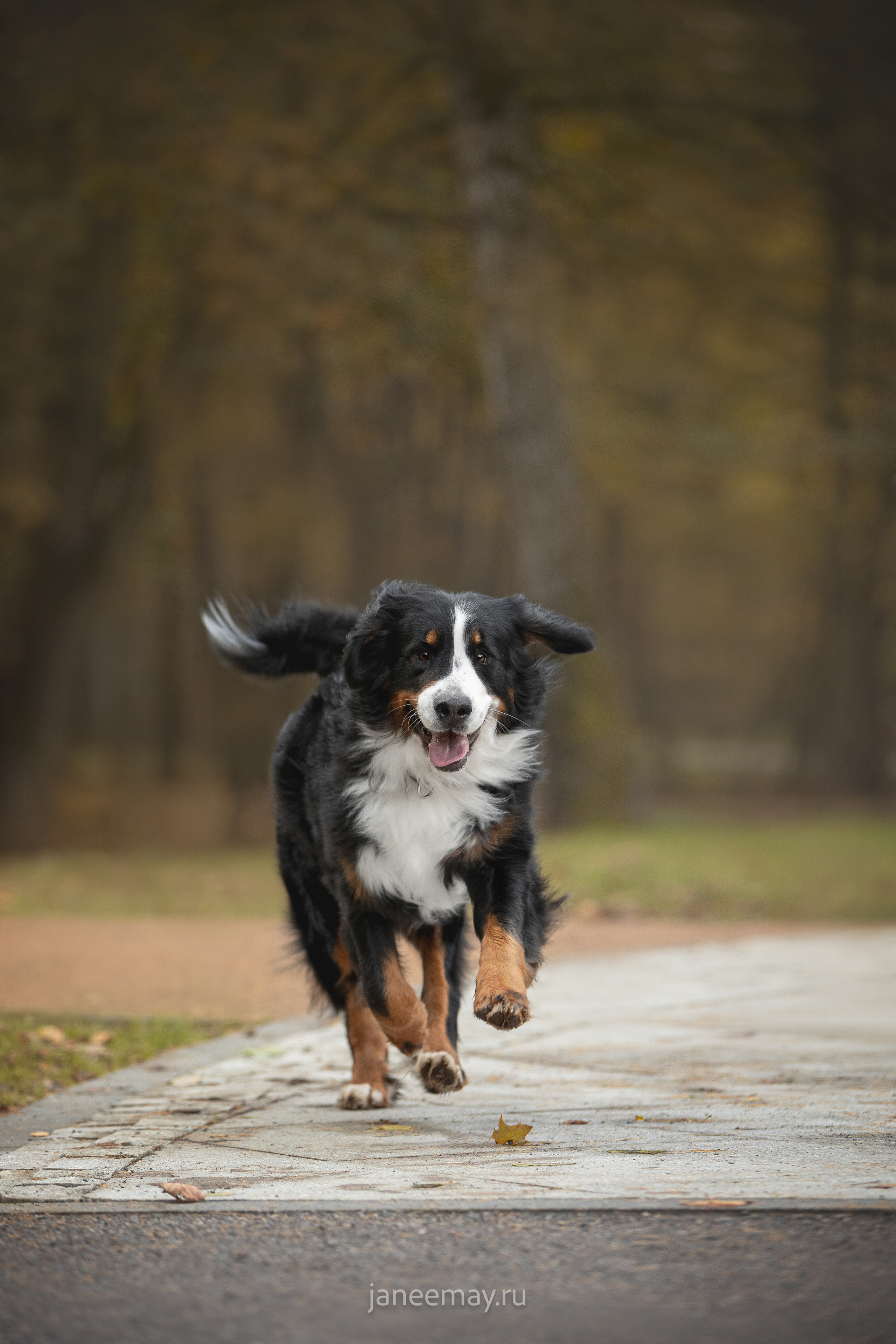 Ирина, Сергей и Твикси. Фотограф анималист в Москве Майорова Евгения